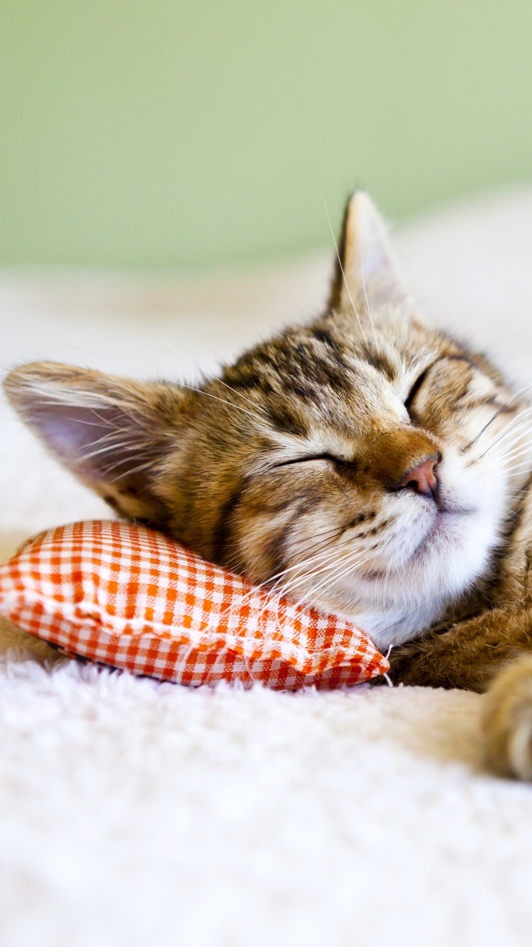 Download mobile wallpaper Cats, Cat, Kitten, Animal, Sleeping, Cute for free.