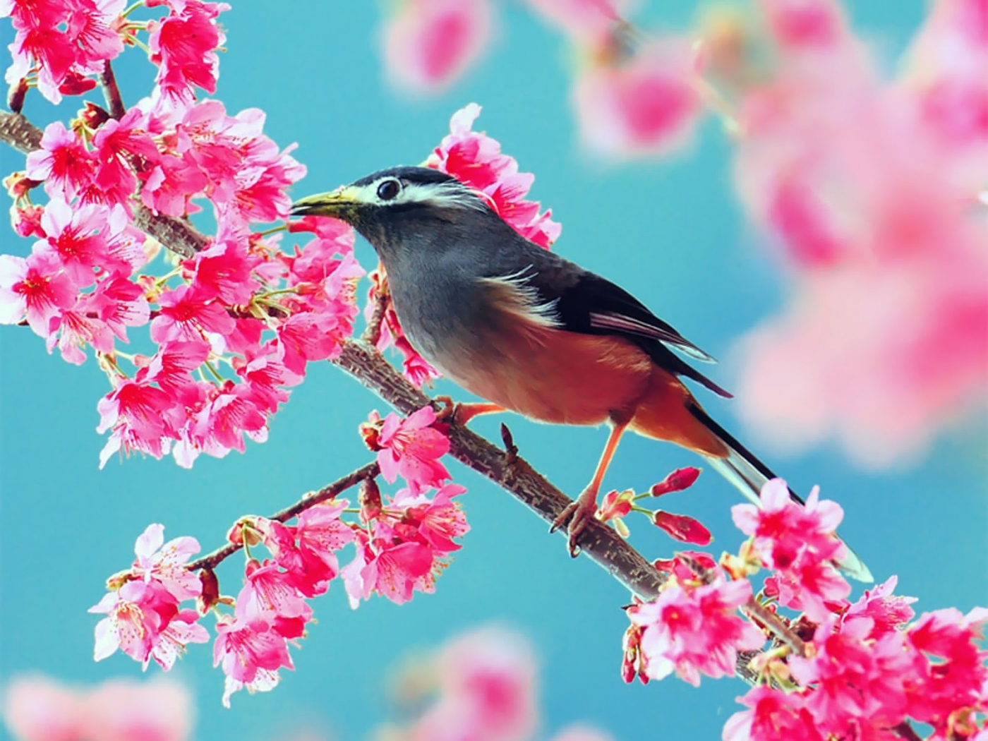 Laden Sie das Vögel, Pflanzen-Bild kostenlos auf Ihren PC-Desktop herunter