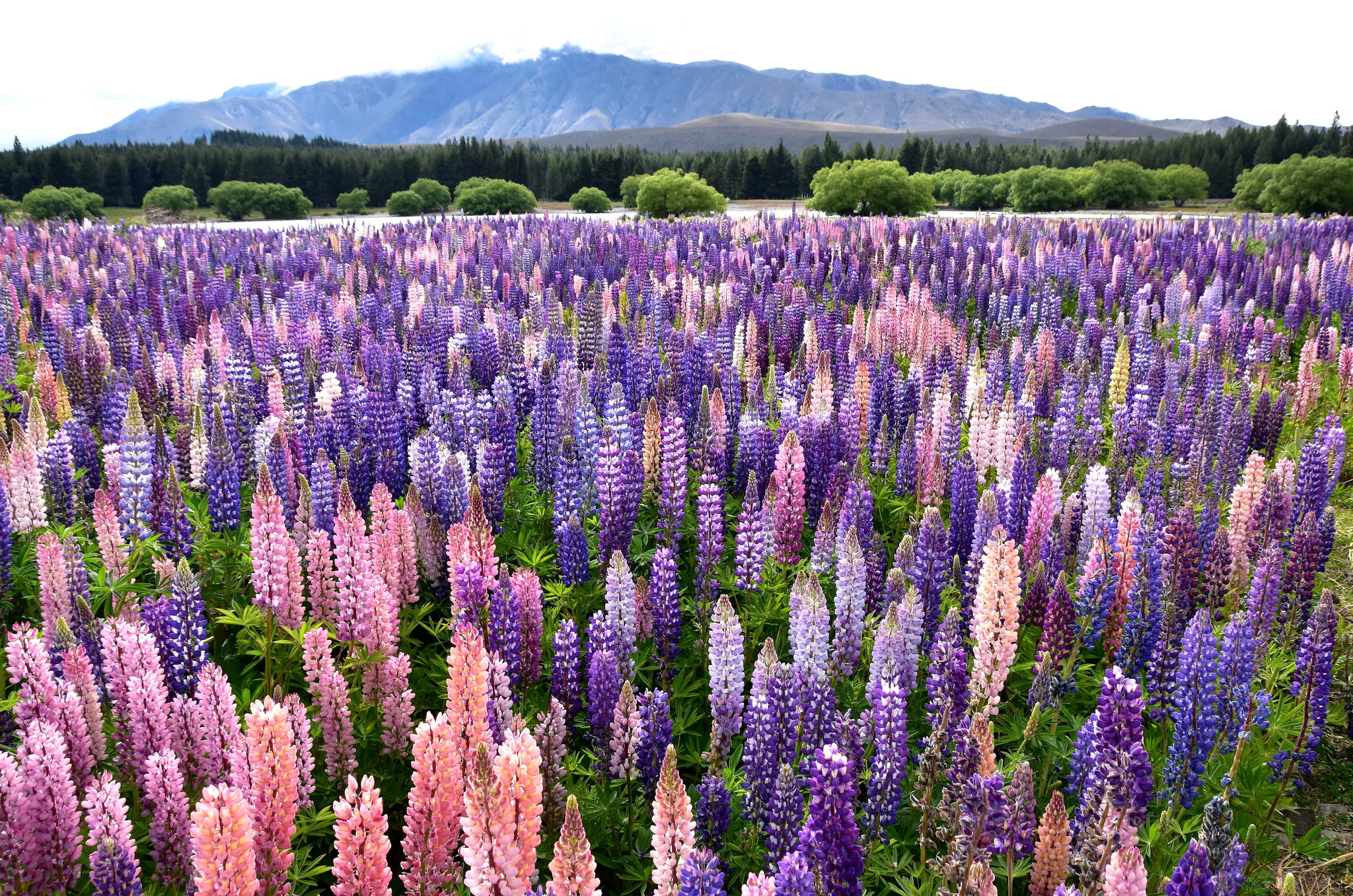 Laden Sie das Natur, Blume, Lupinen, Lila Blume, Erde/natur, Pinke Blume-Bild kostenlos auf Ihren PC-Desktop herunter
