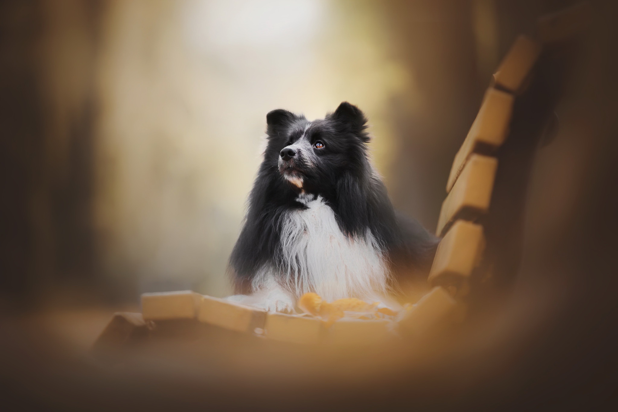 Laden Sie das Tiere, Hunde, Hund, Shetland Schäferhund, Tiefenschärfe-Bild kostenlos auf Ihren PC-Desktop herunter