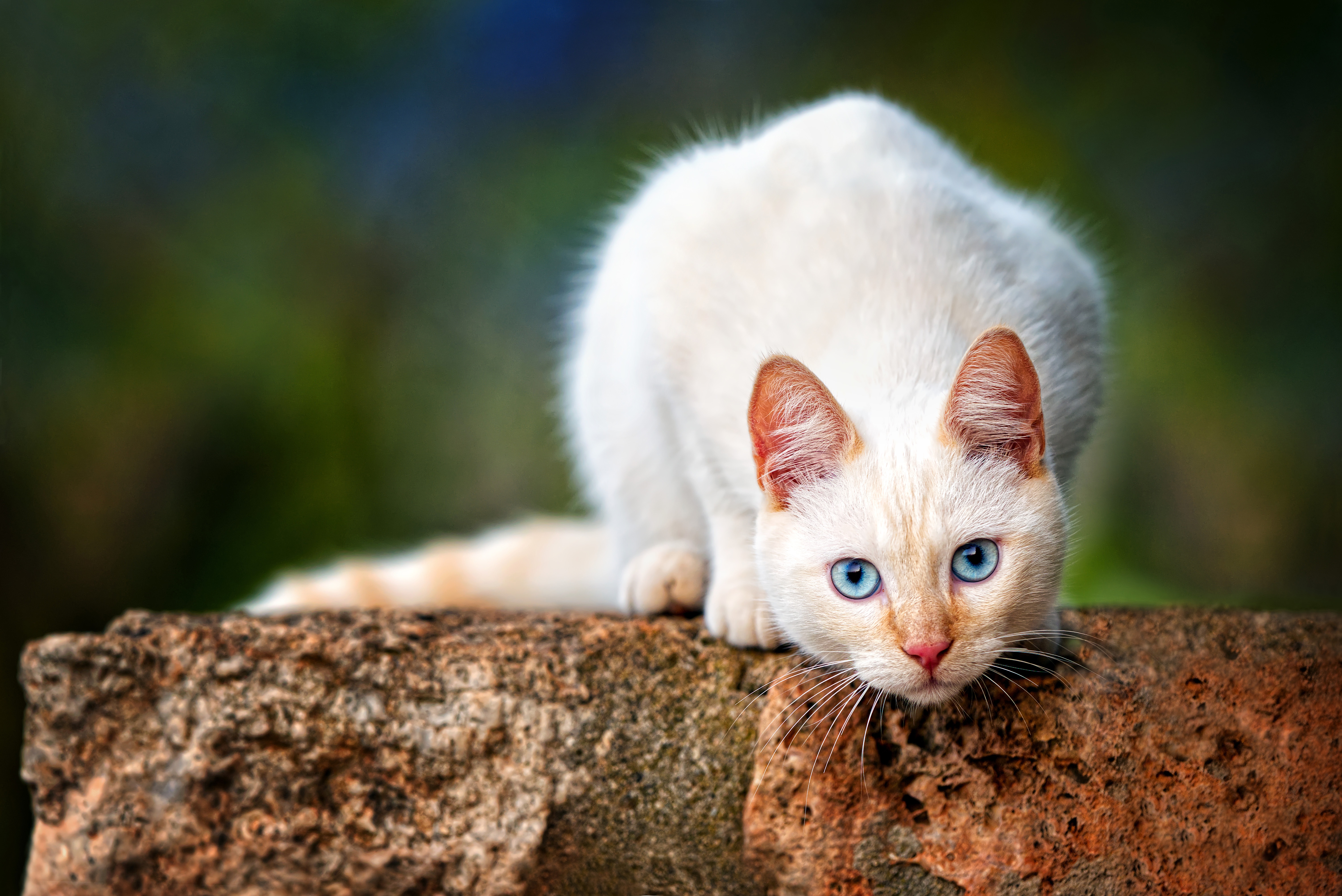 Baixar papel de parede para celular de Animais, Gatos, Gato, Olhar Fixamente gratuito.