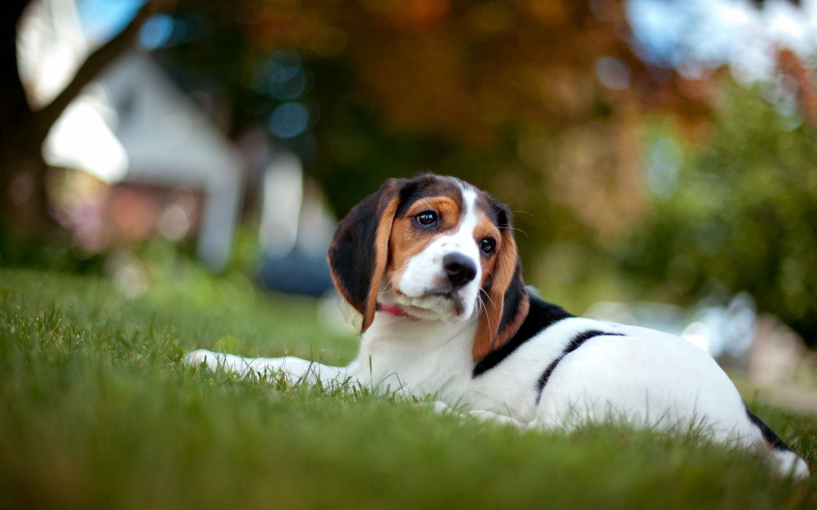 Download mobile wallpaper Muzzle, Animals, Grass, Beagle, Puppy for free.