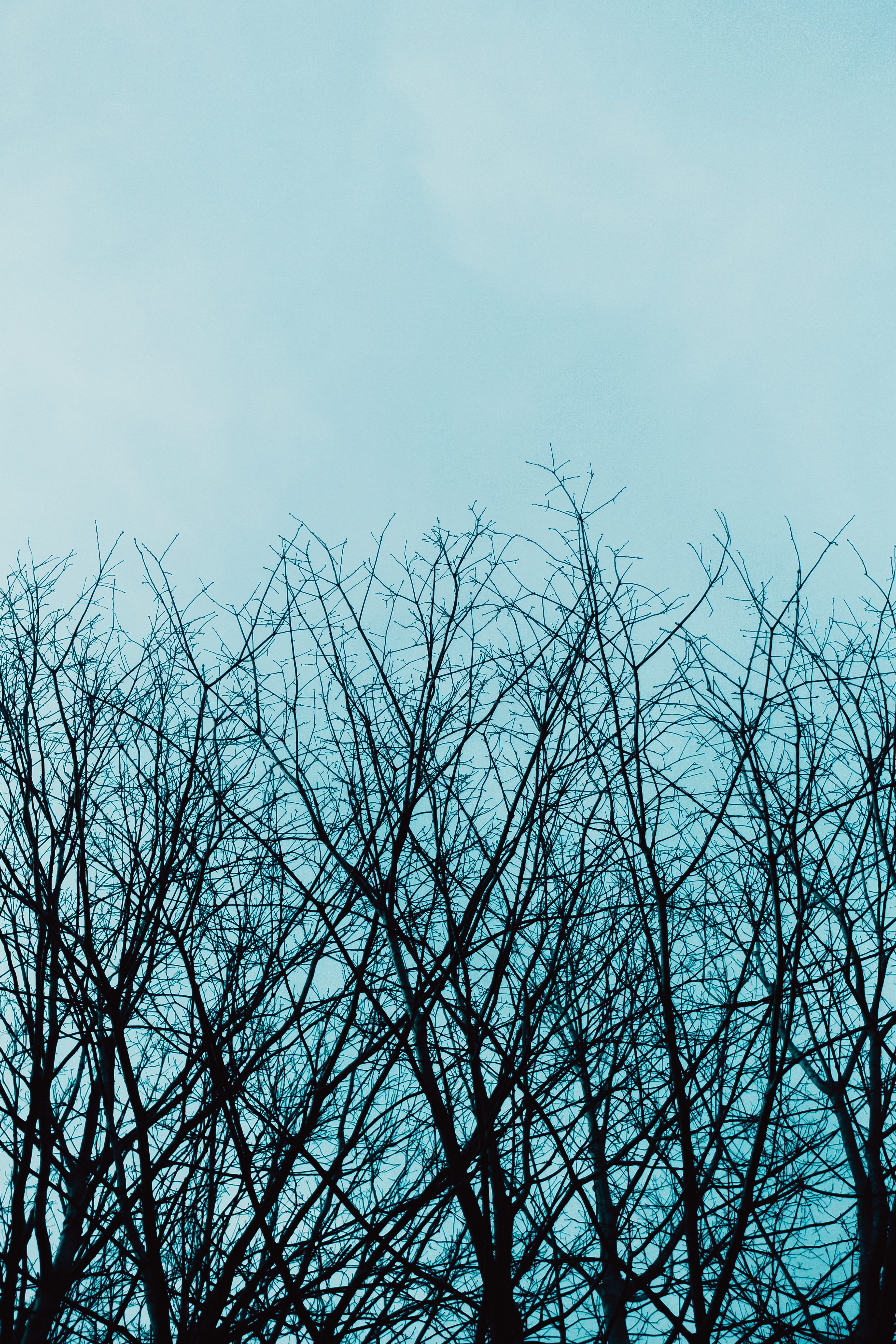 Free download wallpaper Sky, Branches, Nature, Trees on your PC desktop