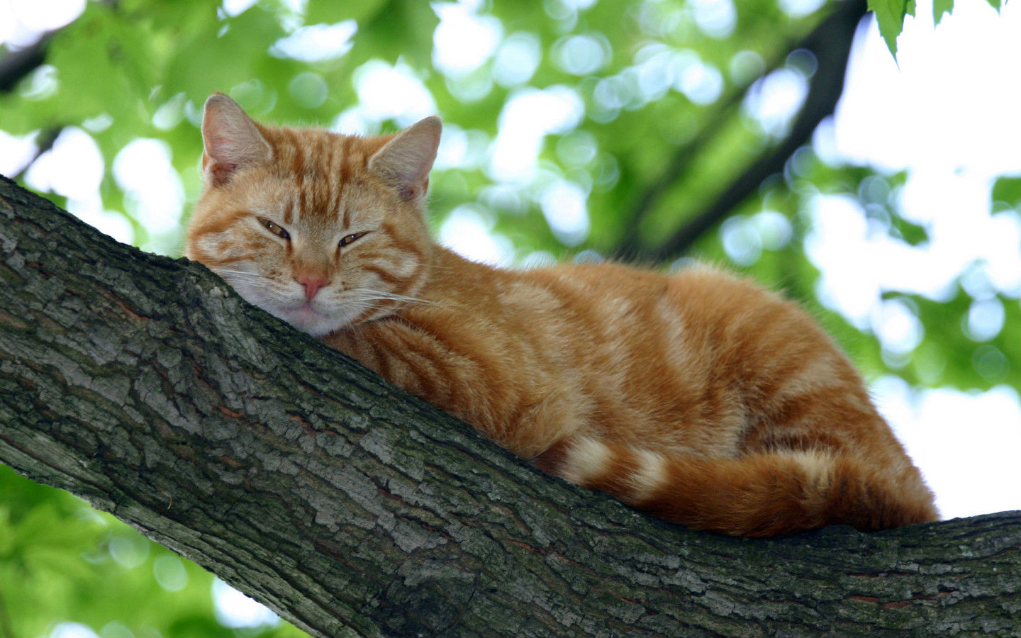 Baixar papel de parede para celular de Animais, Gato gratuito.