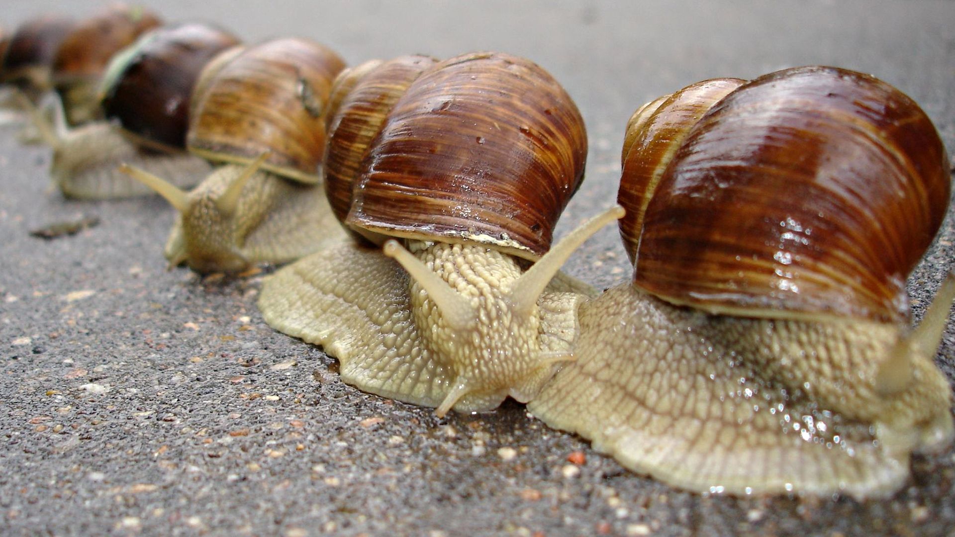 animals, snails, carapace, shell, antennae, tendrils