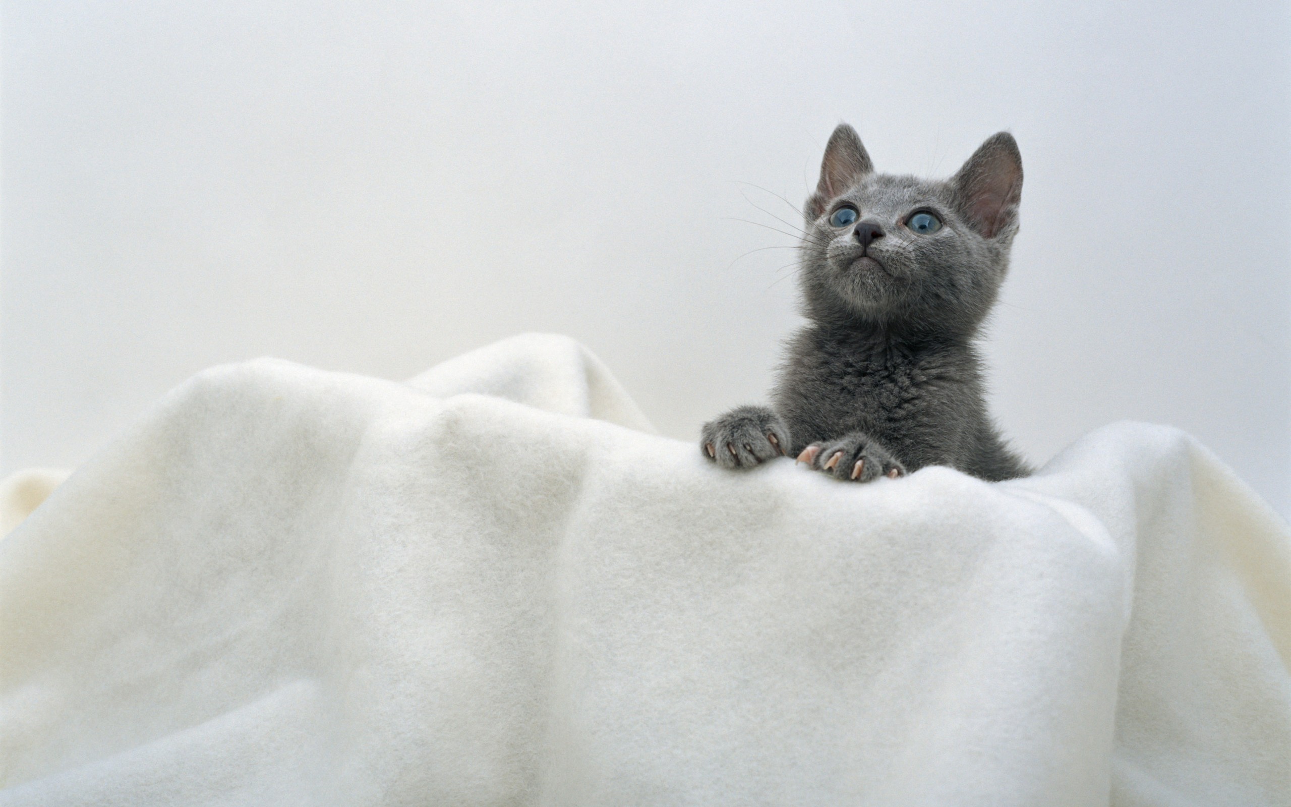 Baixe gratuitamente a imagem Animais, Gatos, Gato, Gatinho na área de trabalho do seu PC