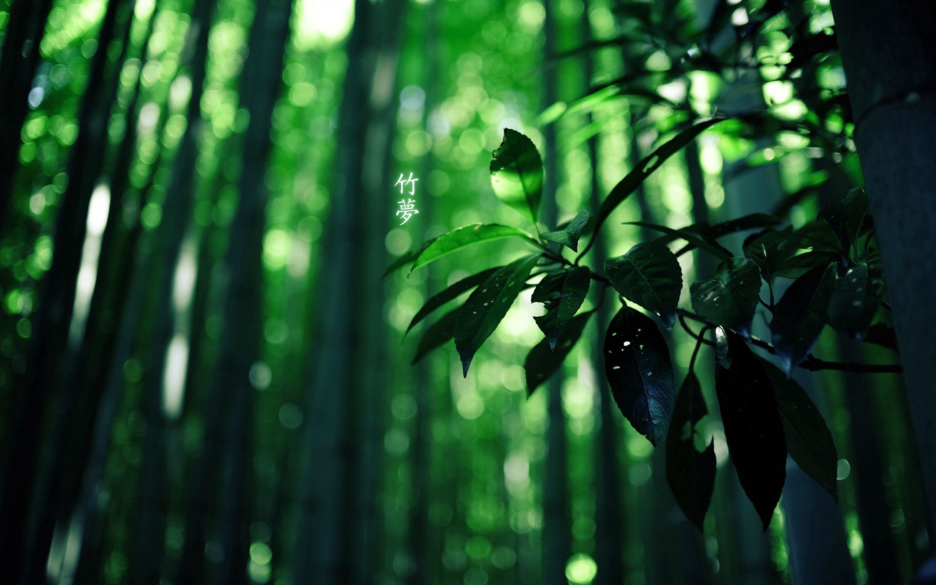 hieroglyph, nature, leaves, summer, green, forest, branch