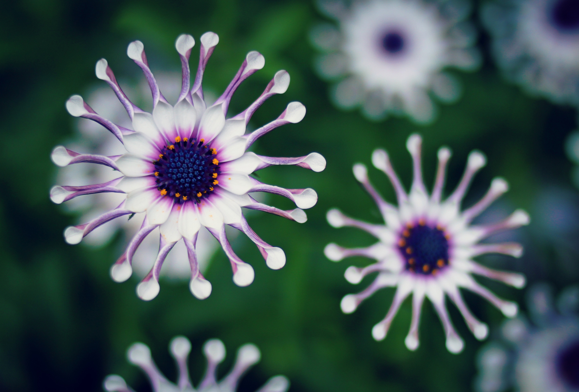 Téléchargez gratuitement l'image Fleurs, Fleur, Terre/nature sur le bureau de votre PC