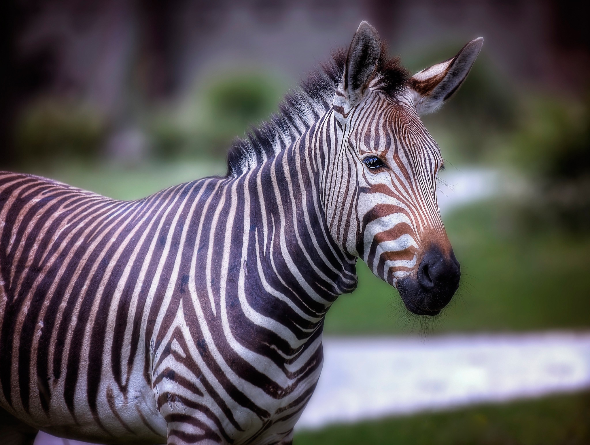 Descarga gratuita de fondo de pantalla para móvil de Animales, Cebra.