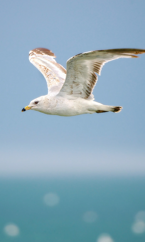 Download mobile wallpaper Birds, Bird, Animal, Seagull for free.