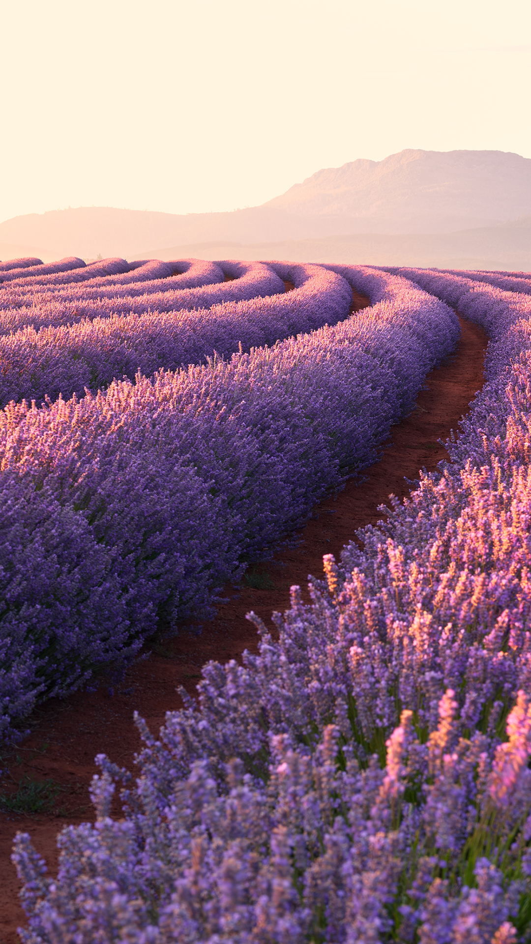 Download mobile wallpaper Landscape, Flowers, Flower, Earth, Lavender for free.