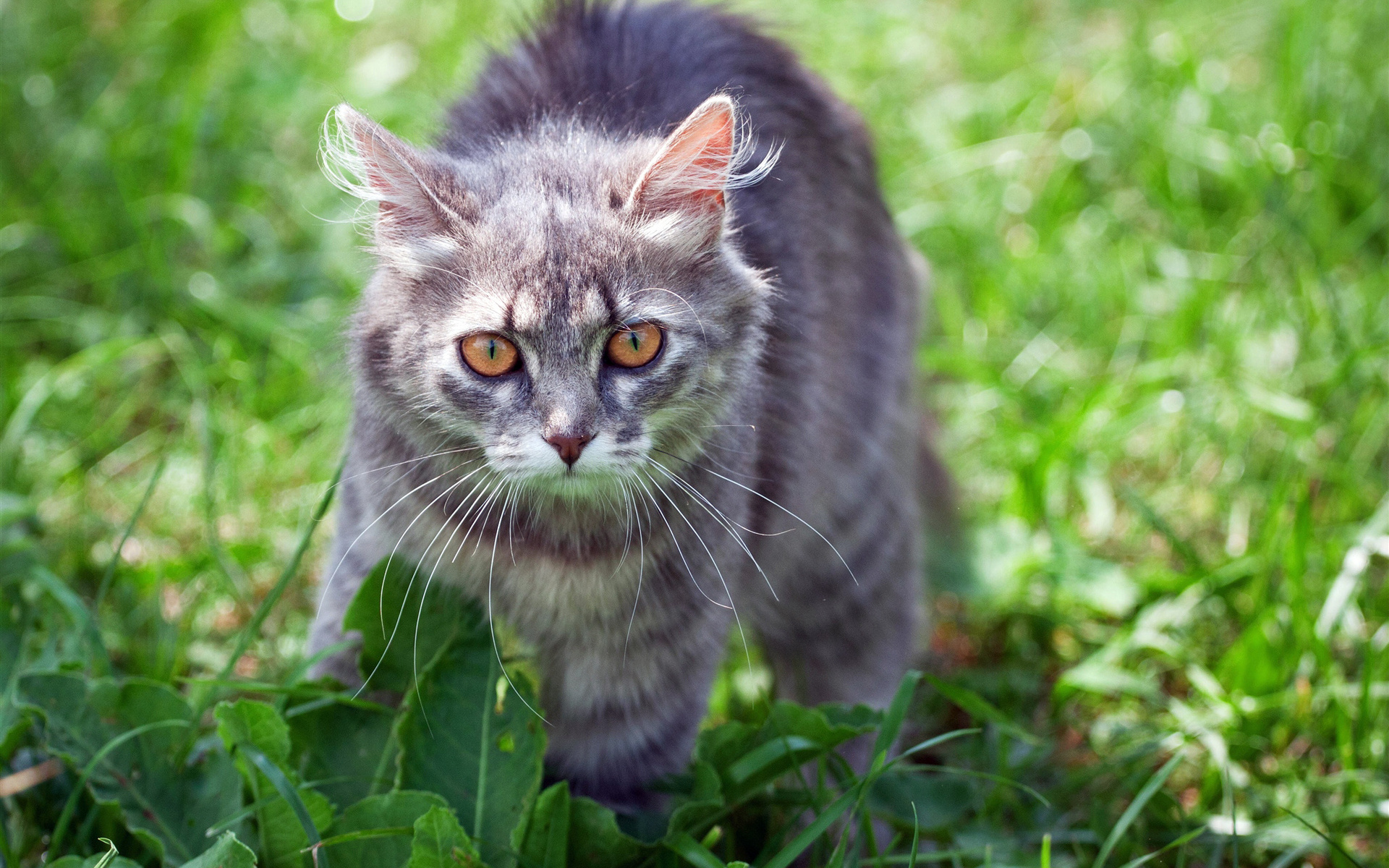 Descarga gratuita de fondo de pantalla para móvil de Gato, Gatos, Animales.