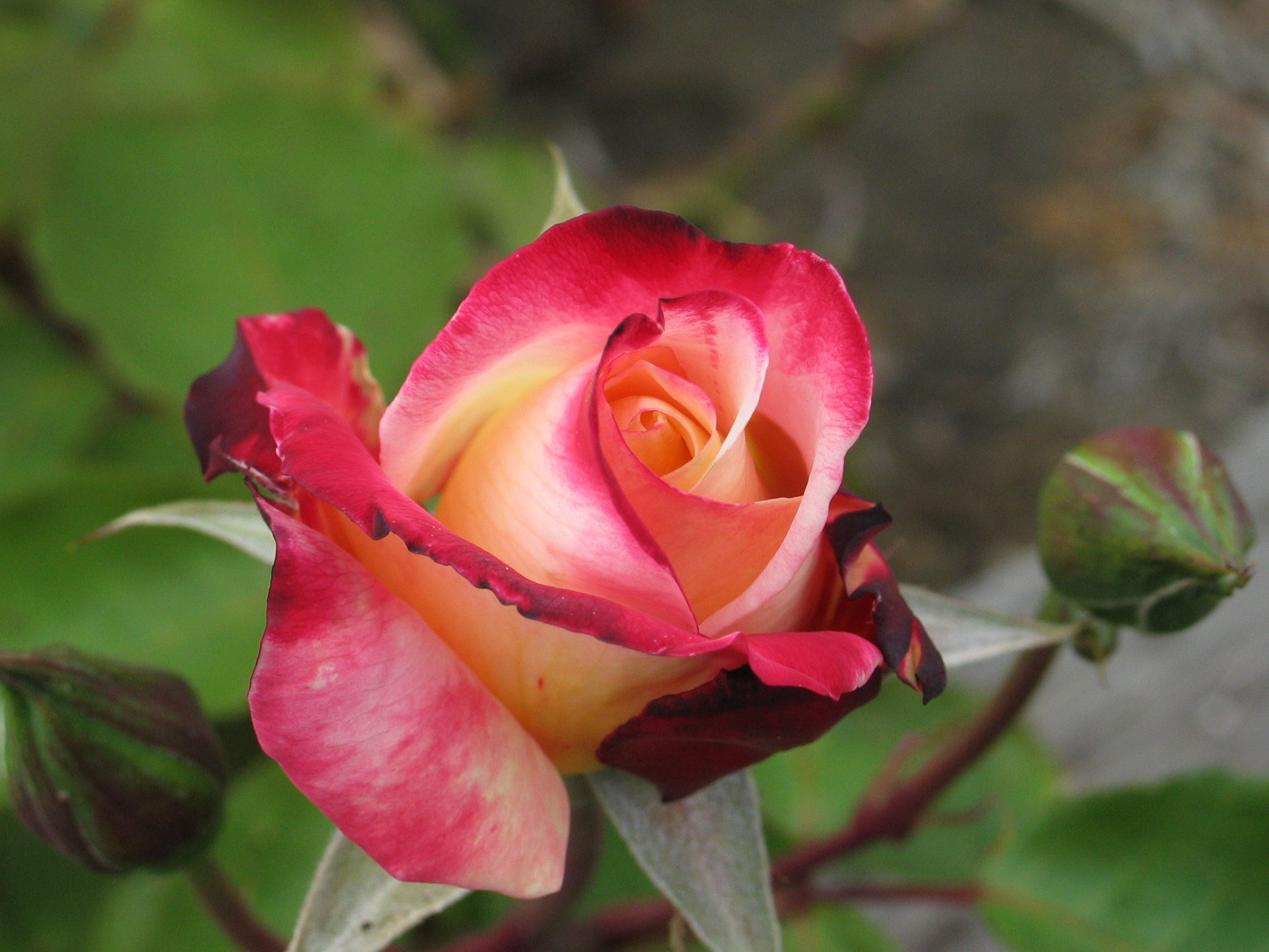 Téléchargez gratuitement l'image Fleurs, Rose, Terre/nature sur le bureau de votre PC