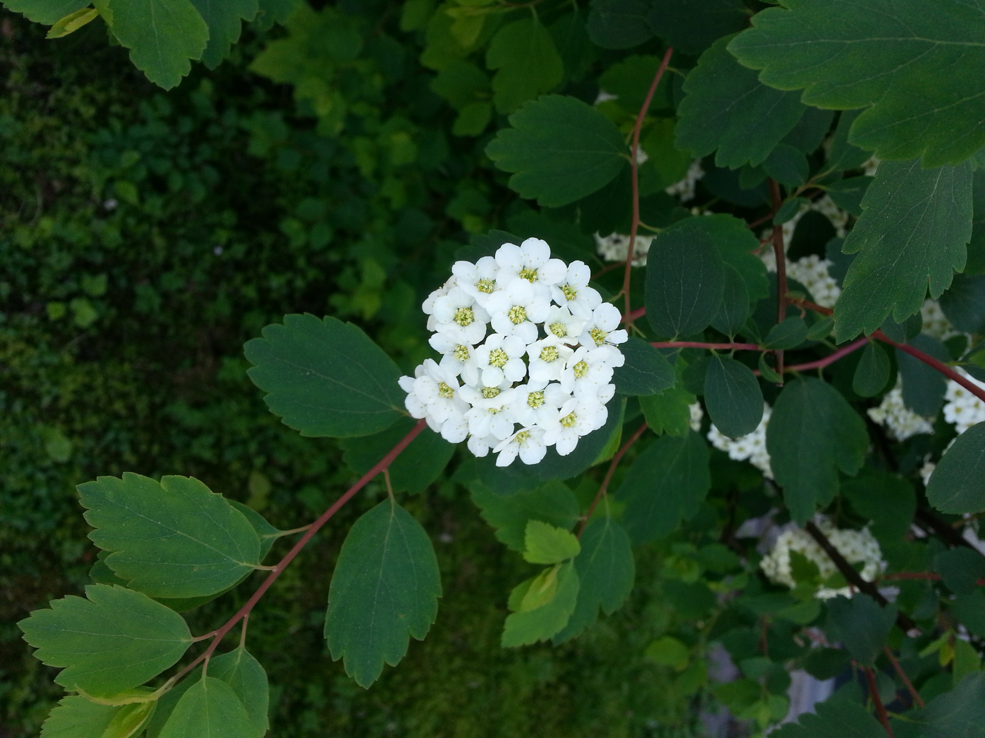 Baixe gratuitamente a imagem Flores, Flor, Terra/natureza na área de trabalho do seu PC