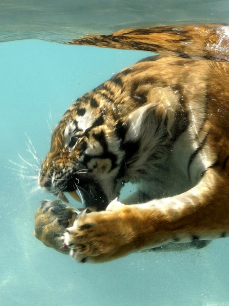 Baixar papel de parede para celular de Animais, Gatos, Tigre gratuito.