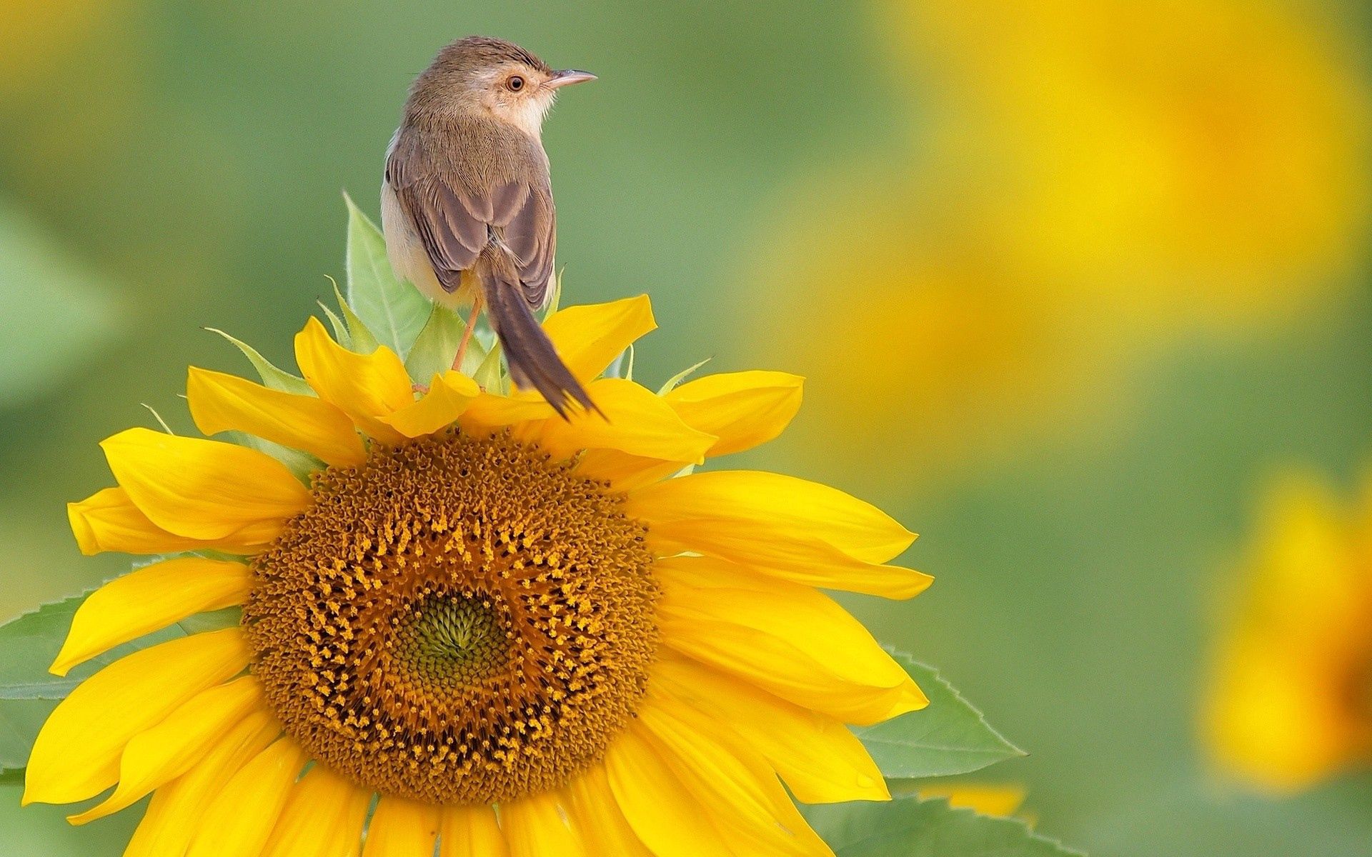 Free download wallpaper Sit, Sunflower, Bird, Animals on your PC desktop