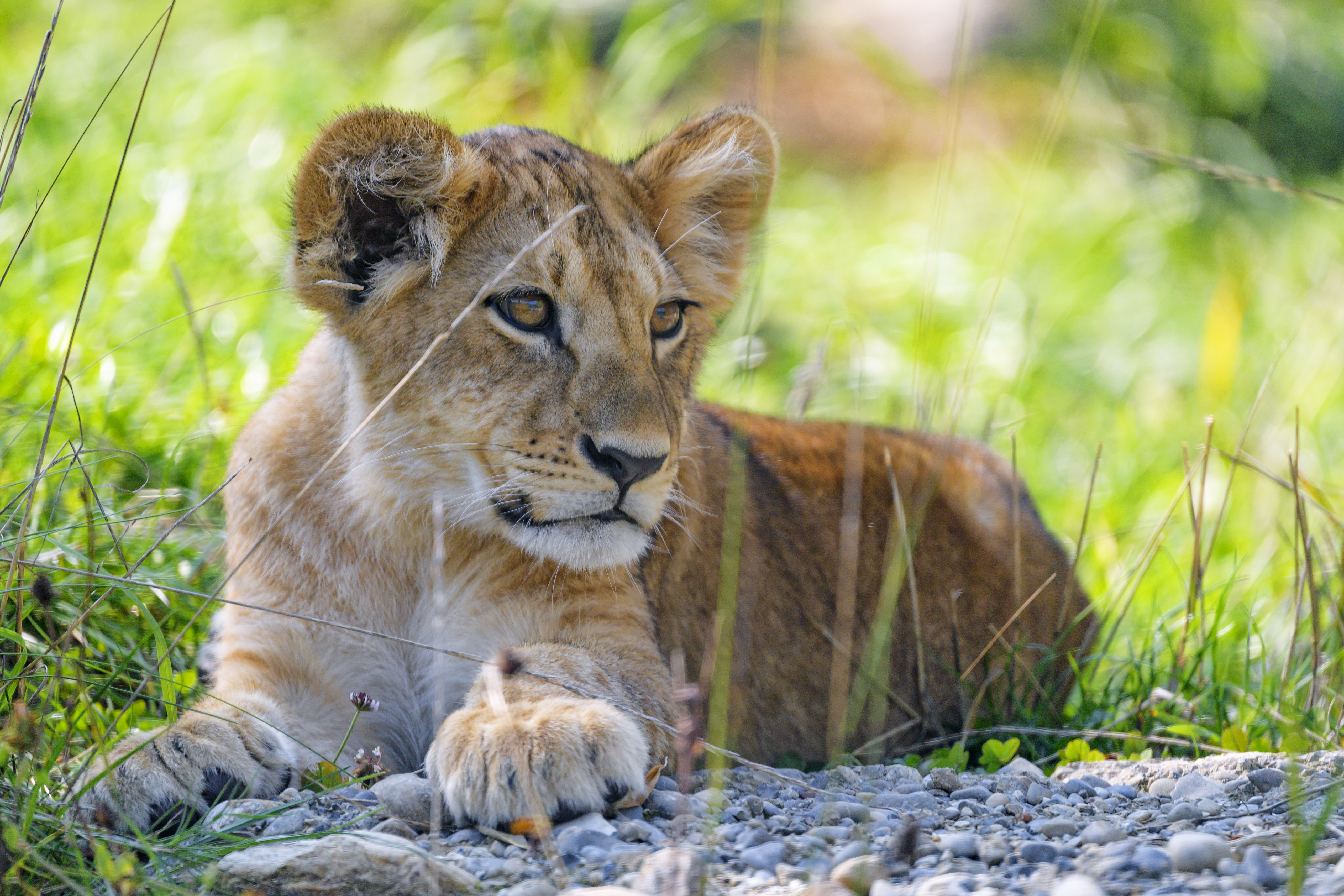 Free download wallpaper Animals, Grass, Young, Sight, Opinion, Joey, Predator, Lion Cub, Lion on your PC desktop
