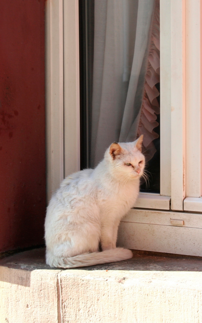 Baixar papel de parede para celular de Animais, Gatos, Gato gratuito.