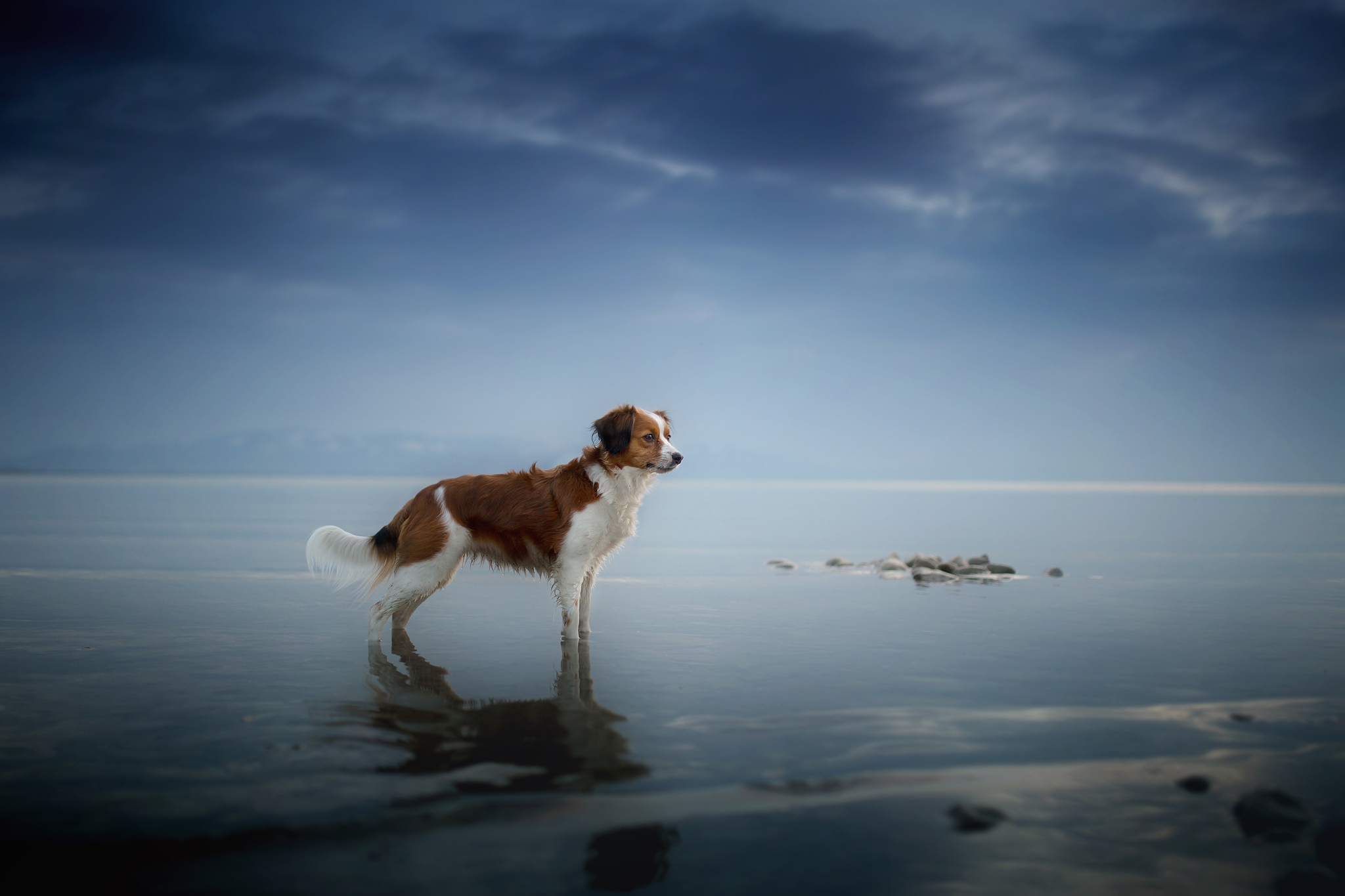 390364 descargar fondo de pantalla animales, perro de aguas, perro, horizonte, reflejo, perros: protectores de pantalla e imágenes gratis