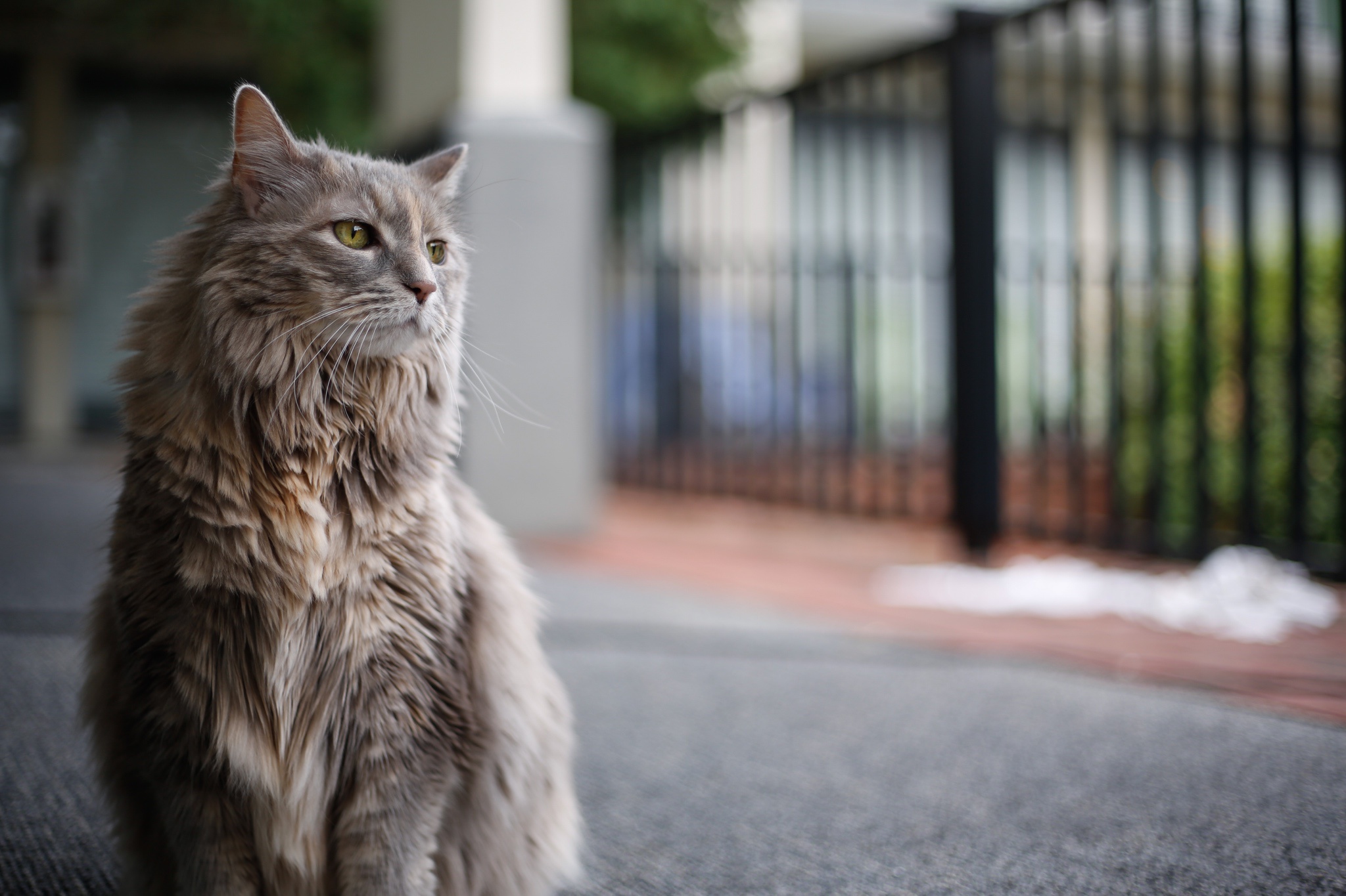 Laden Sie das Tiere, Katzen, Katze, Tiefenschärfe-Bild kostenlos auf Ihren PC-Desktop herunter