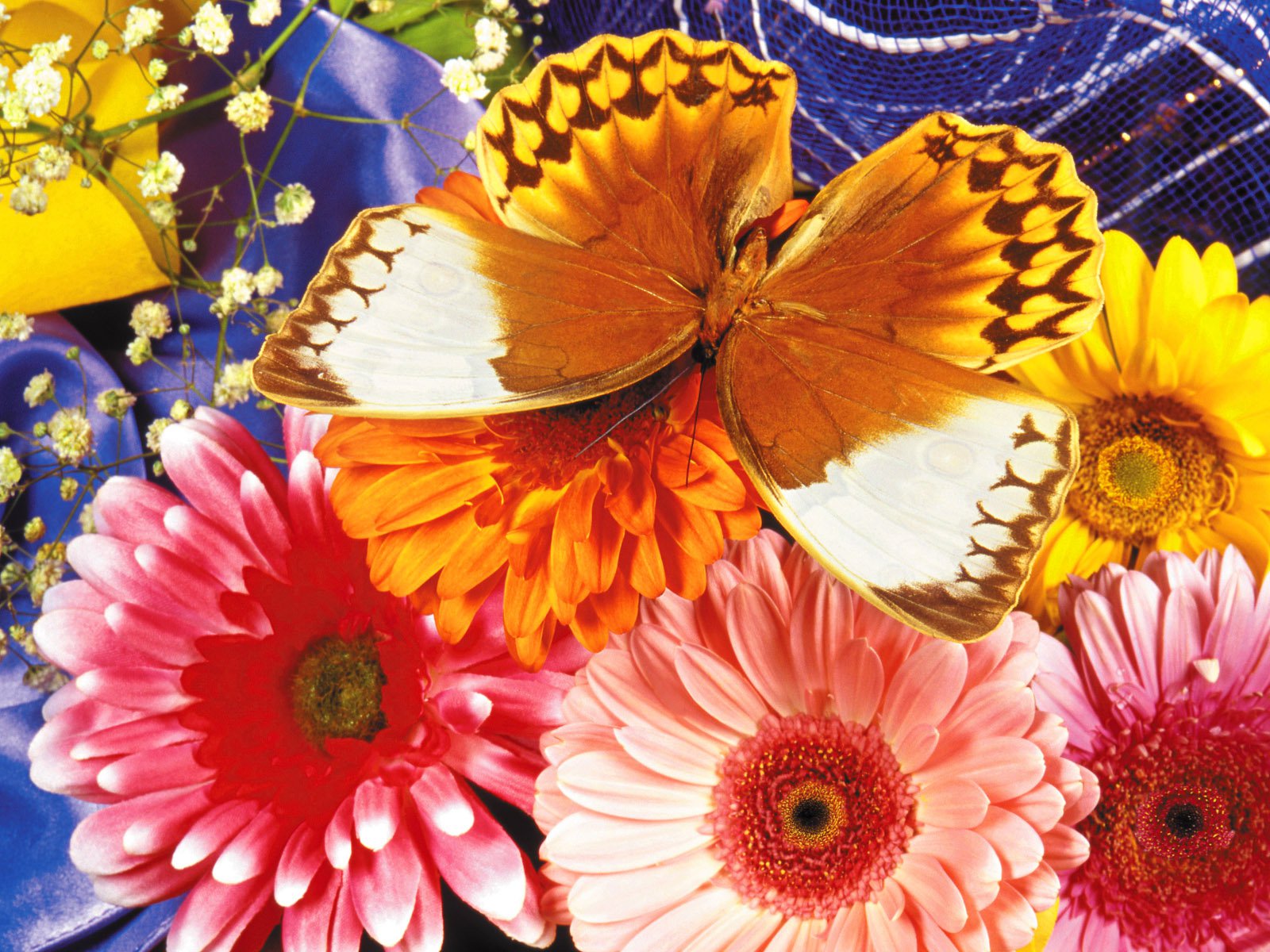 Download mobile wallpaper Gold, Close Up, Butterfly, Animal, Gerbera for free.