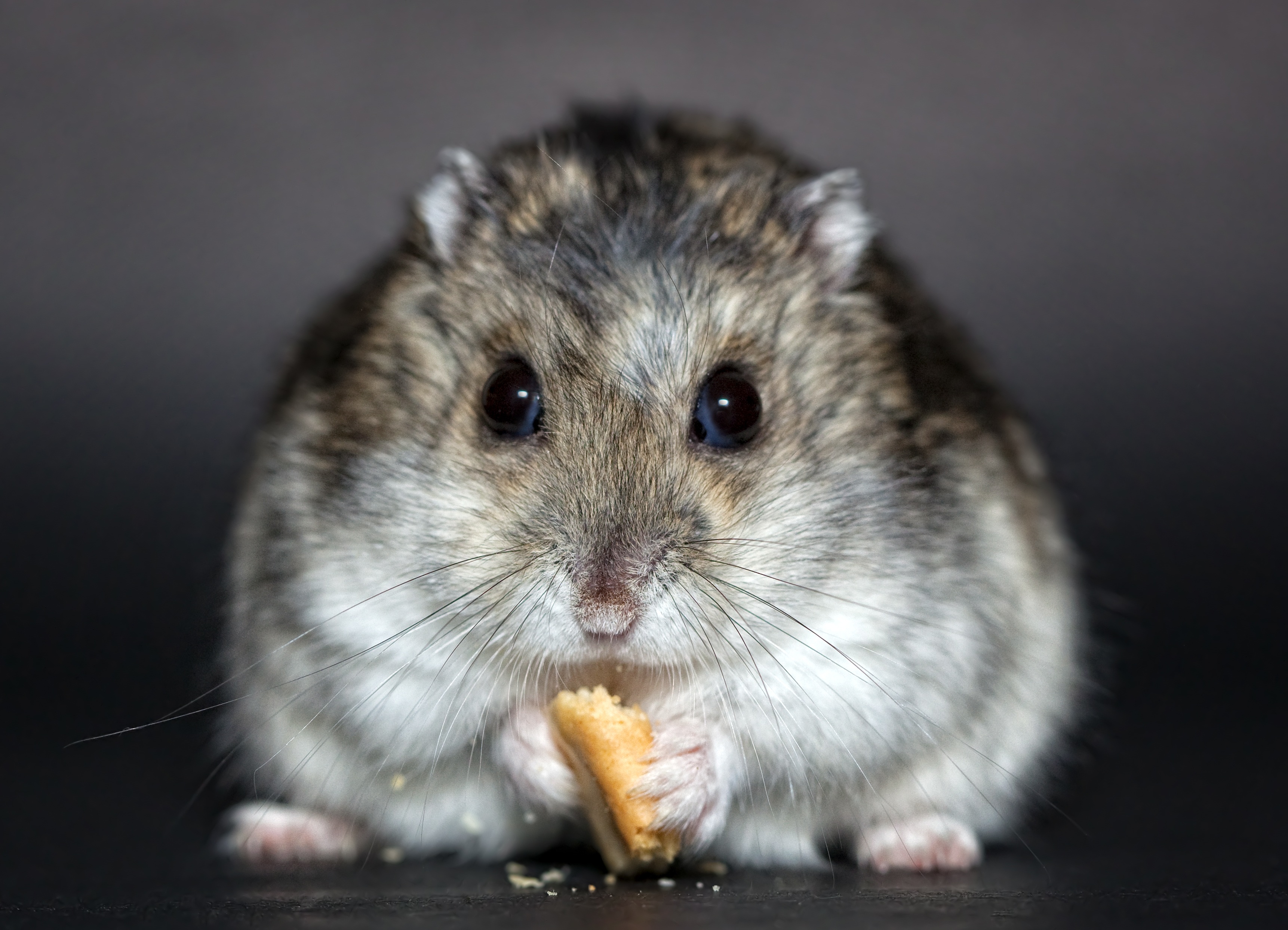 Windows Backgrounds animal, hamster, close up, rodent