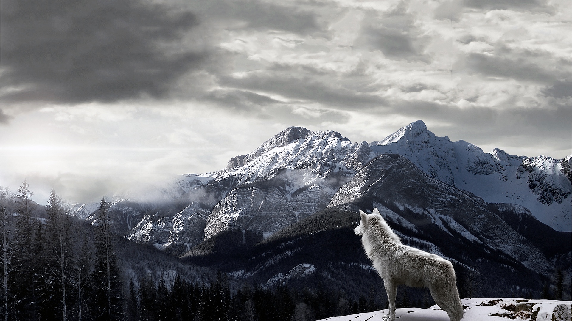 Free download wallpaper Mountain, Wolf, Animal, Wolves on your PC desktop