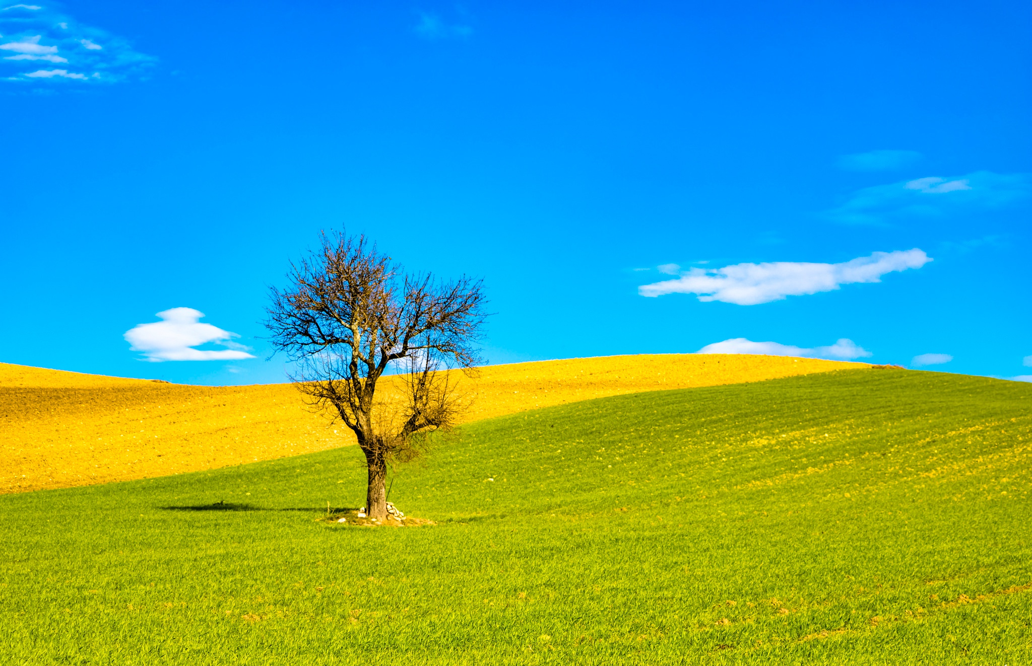 Download mobile wallpaper Nature, Trees, Summer, Tree, Earth, Field, Hill, Lonely Tree for free.