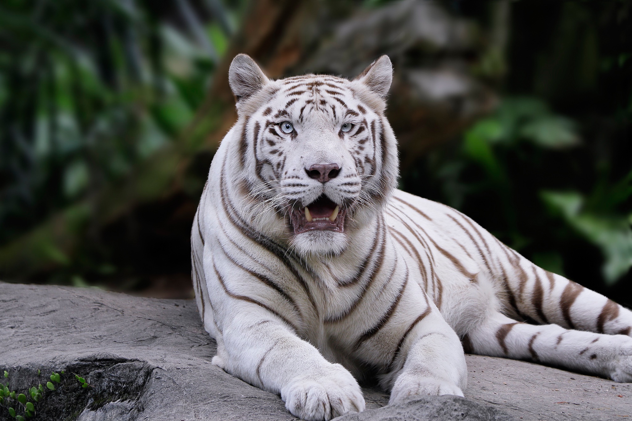 Download mobile wallpaper Cats, Animal, White Tiger for free.
