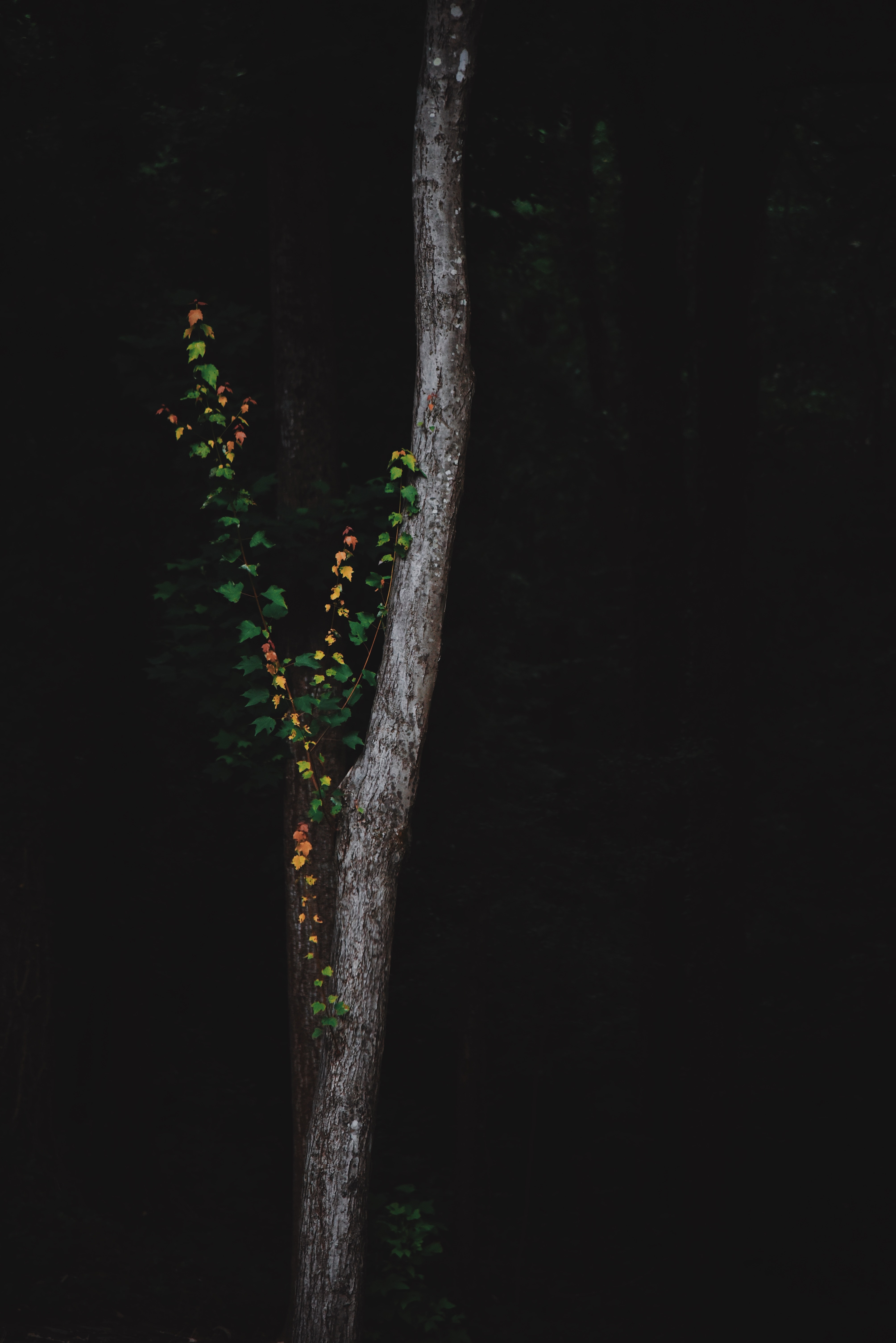 Horizontal Wallpaper plant, dark, wood, forest, tree