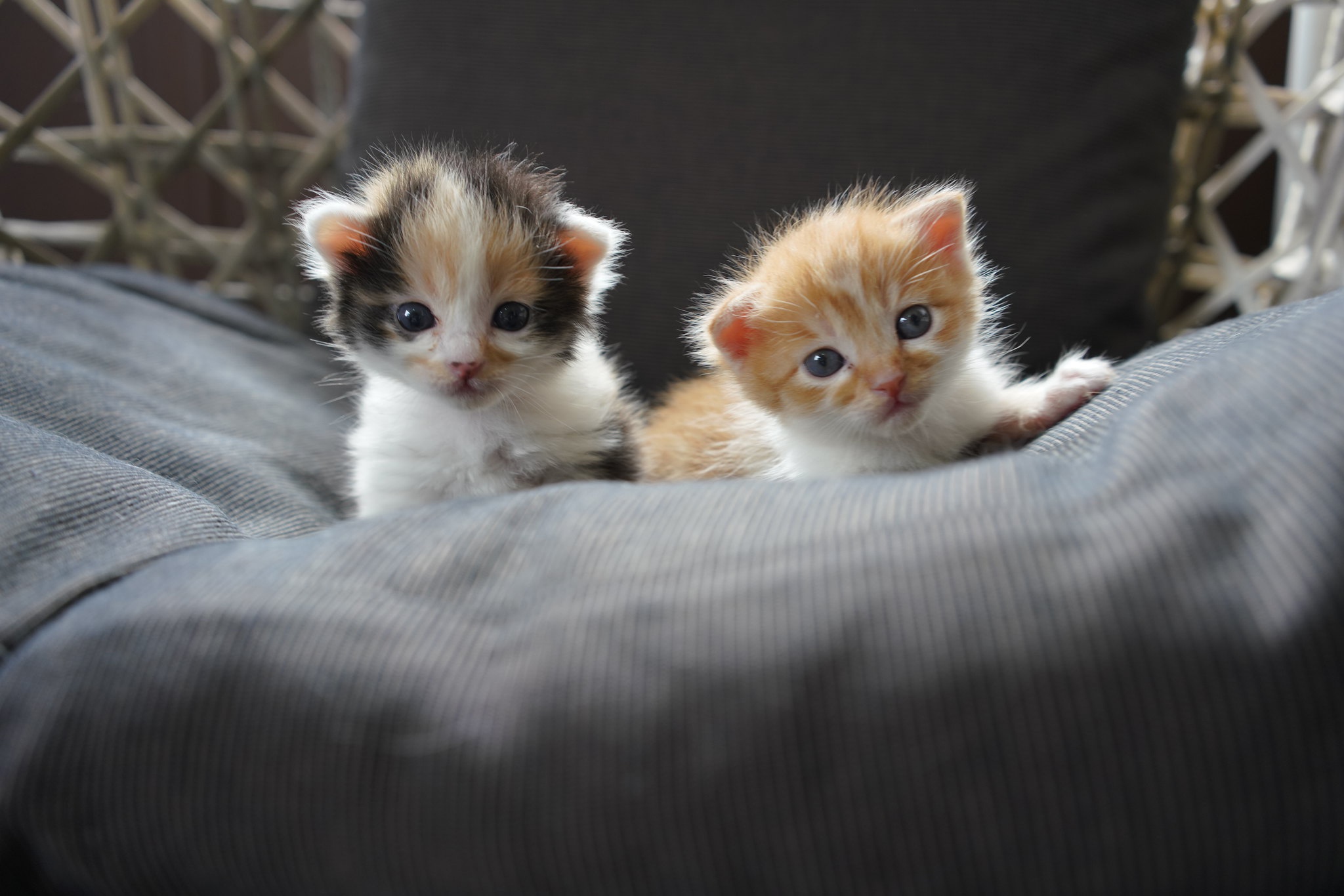 Download mobile wallpaper Cats, Cat, Kitten, Animal, Baby Animal for free.