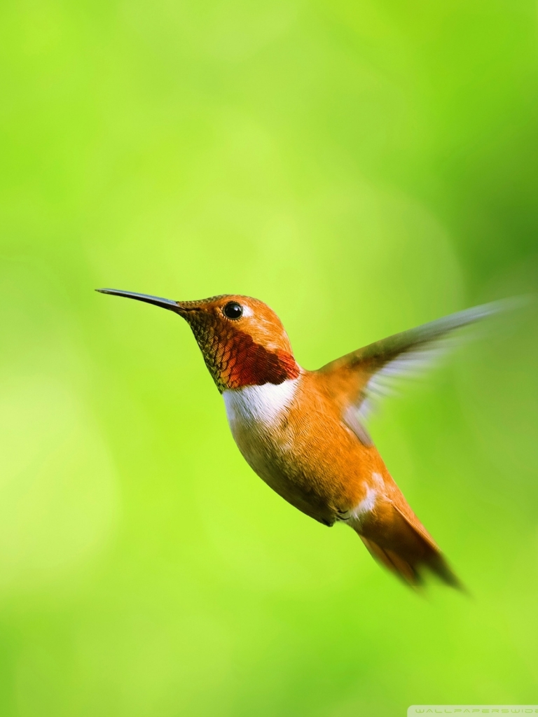 Download mobile wallpaper Birds, Bird, Animal, Hummingbird for free.