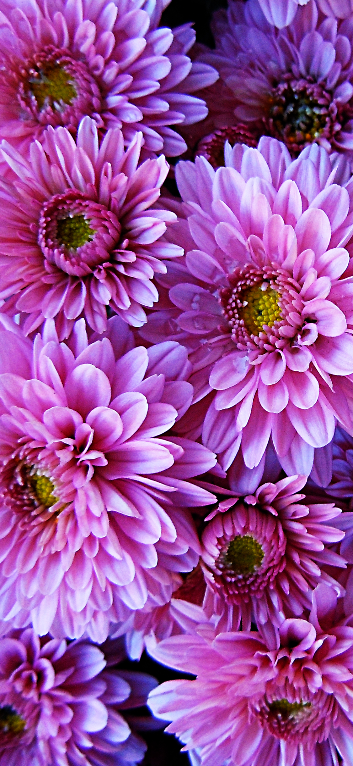 Download mobile wallpaper Flowers, Flower, Earth, Dahlia, Pink Flower for free.