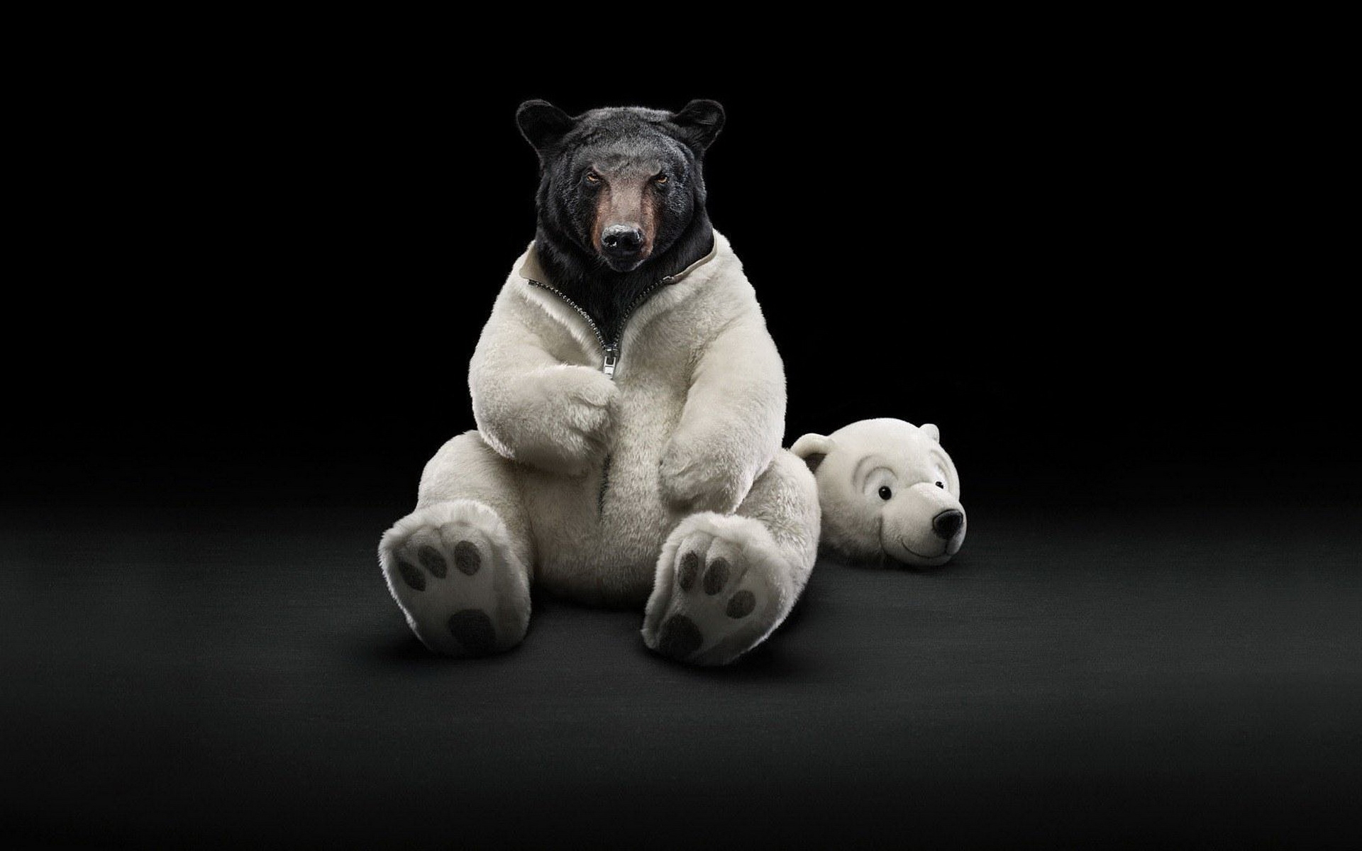 37212 descargar imagen divertido, animales, bears, negro: fondos de pantalla y protectores de pantalla gratis
