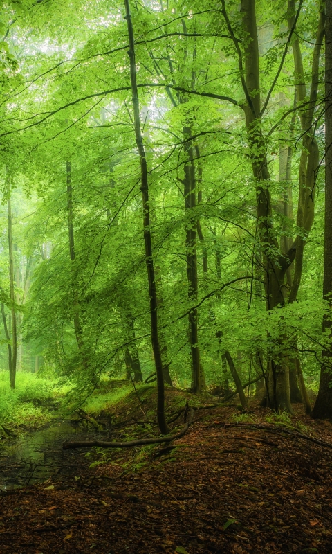 Скачать картинку Природа, Лес, Дерево, Зеленый, Ручей, Земля/природа в телефон бесплатно.