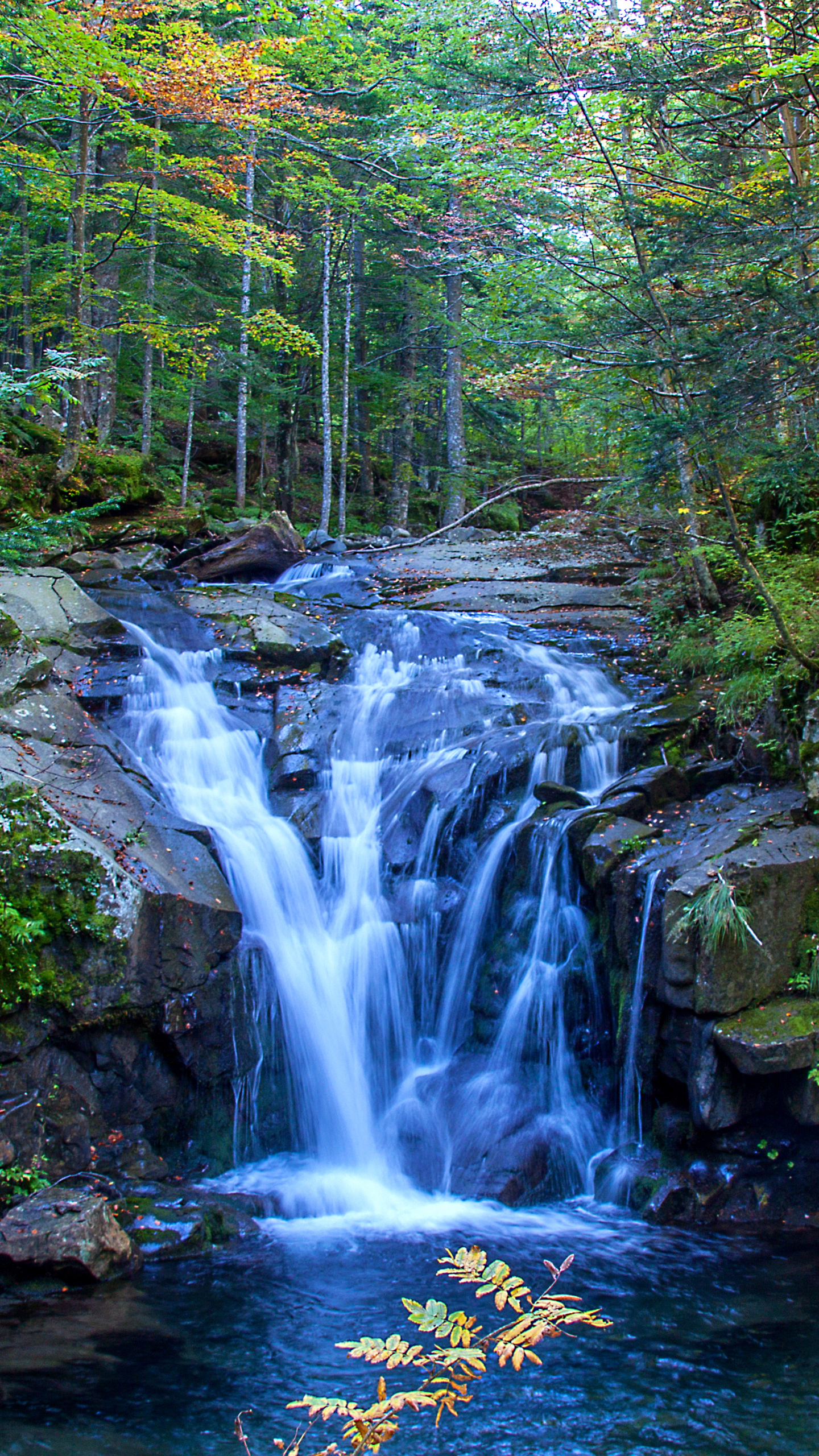 Laden Sie das Wasserfälle, Wasserfall, Wald, Baum, Erde, Erde/natur-Bild kostenlos auf Ihren PC-Desktop herunter