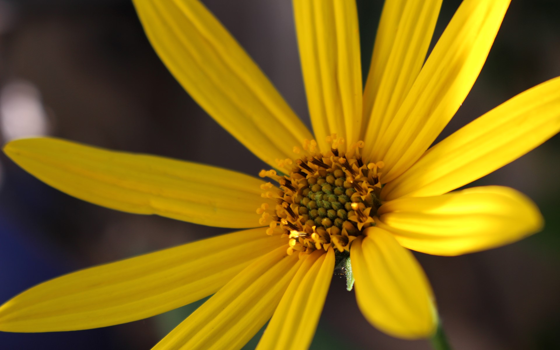 Téléchargez gratuitement l'image Fleurs, Fleur, Terre/nature sur le bureau de votre PC