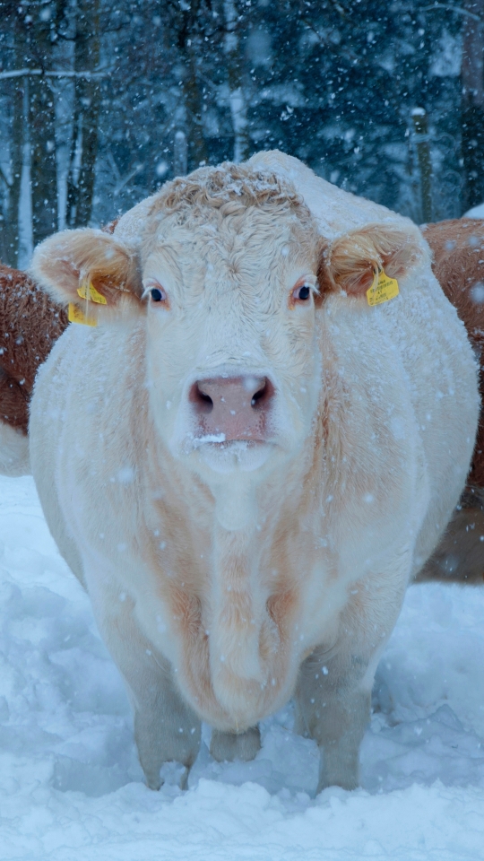 Download mobile wallpaper Winter, Snow, Animal, Cow, Snowfall for free.