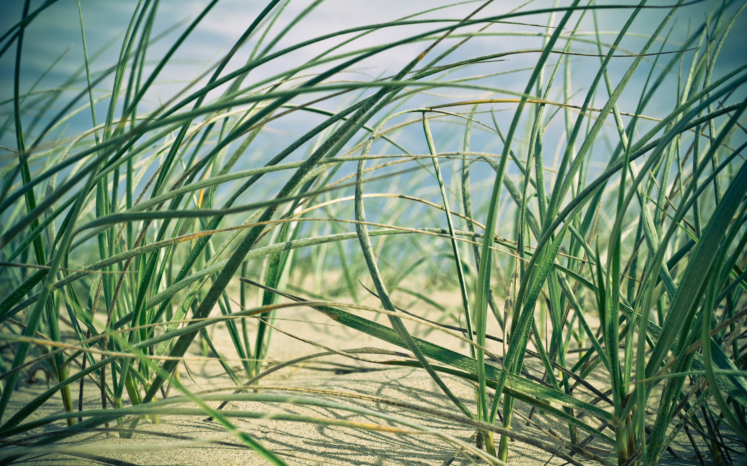 Free download wallpaper Plants, Landscape, Grass, Sand on your PC desktop