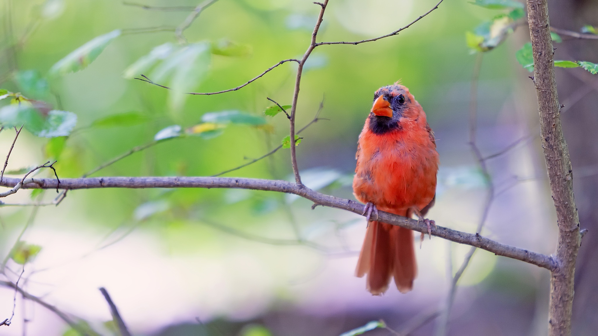 Download mobile wallpaper Birds, Bird, Animal, Northern Cardinal for free.