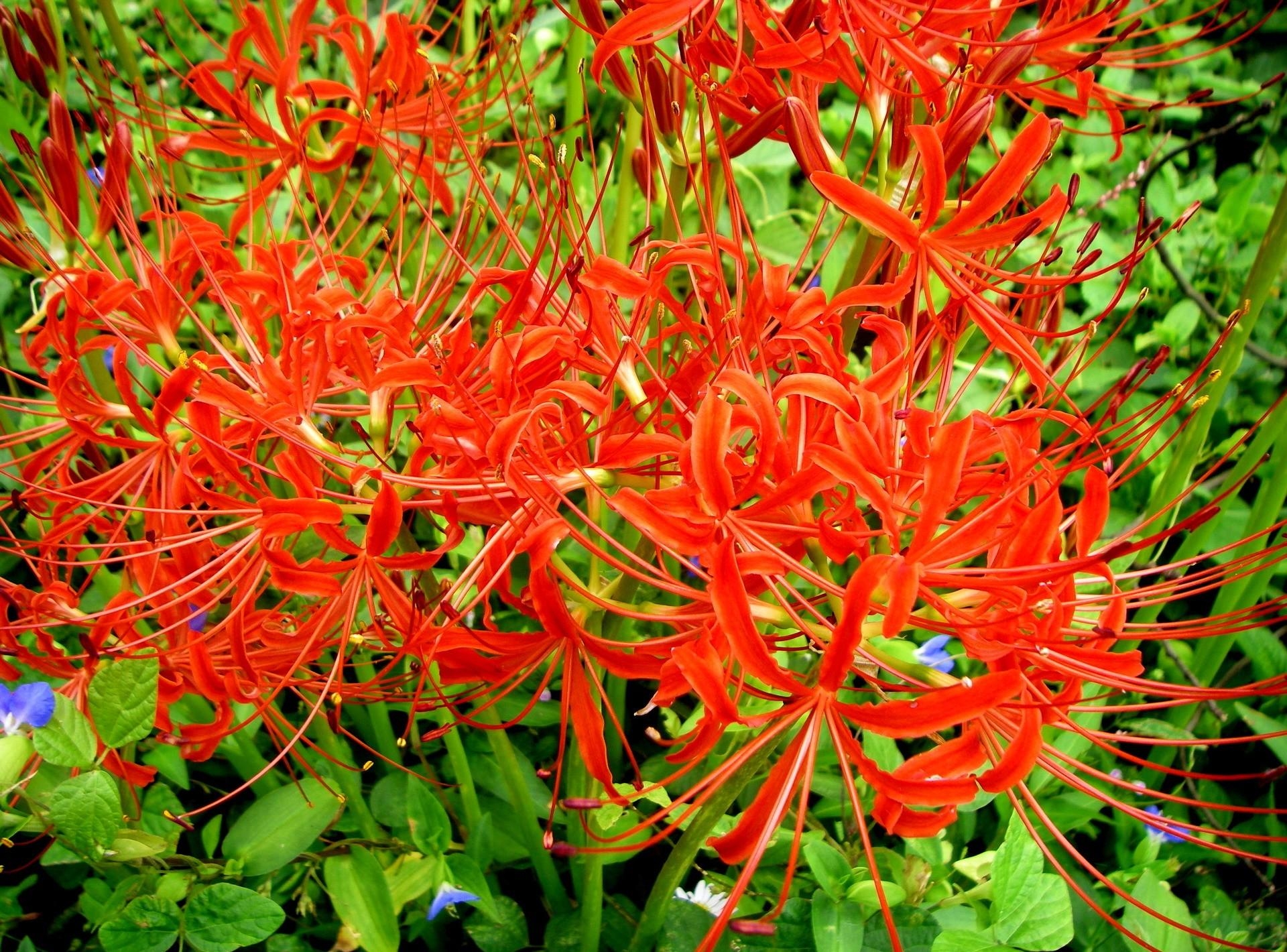 flowerbed, flower bed, flowers, close up, spider lily