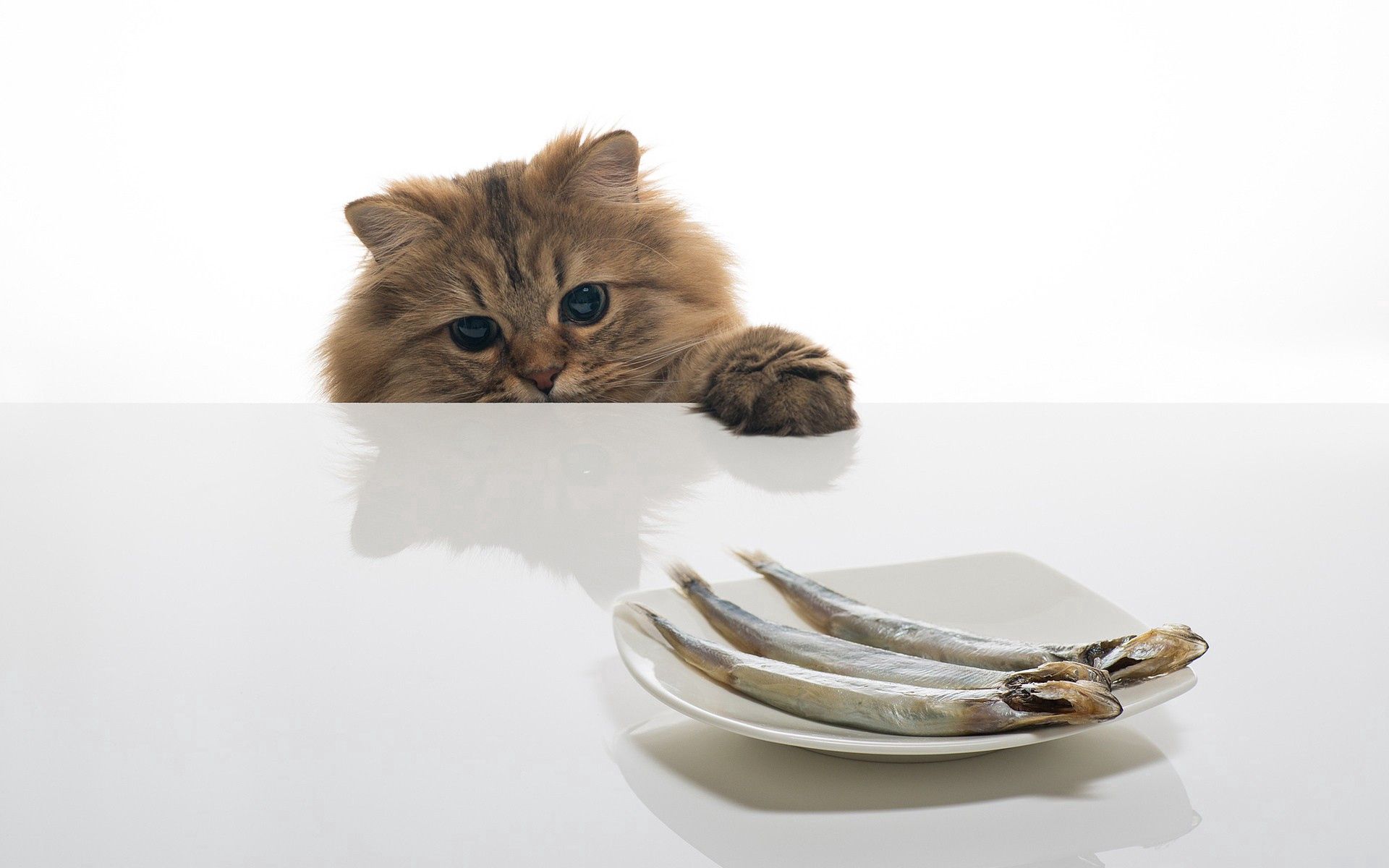 65487画像をダウンロード猫, 食品, 動物, 魚, ネコ, テーブル, 皿, プレート-壁紙とスクリーンセーバーを無料で