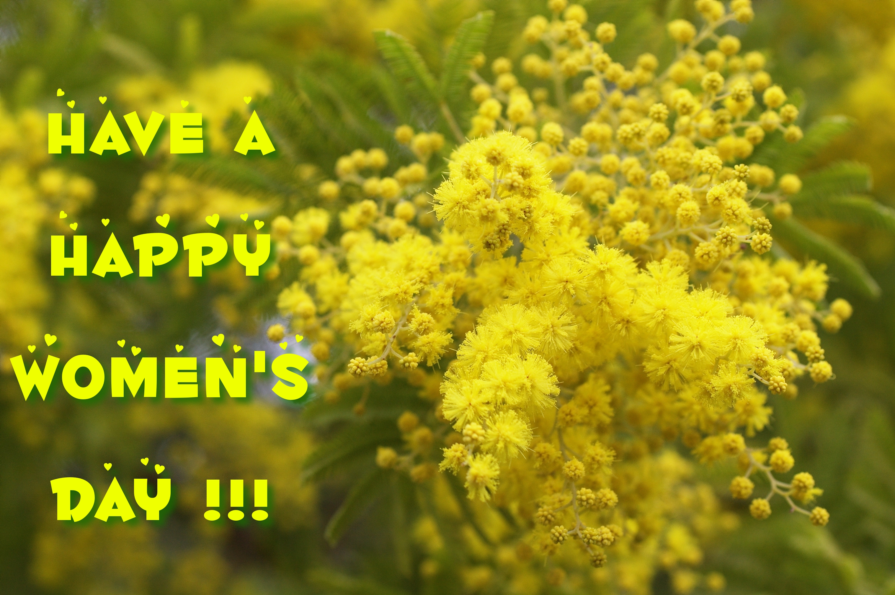 無料モバイル壁紙黄色い花, ホリデー, 声明, ワトル, 女性の日, 幸せな女性の日をダウンロードします。