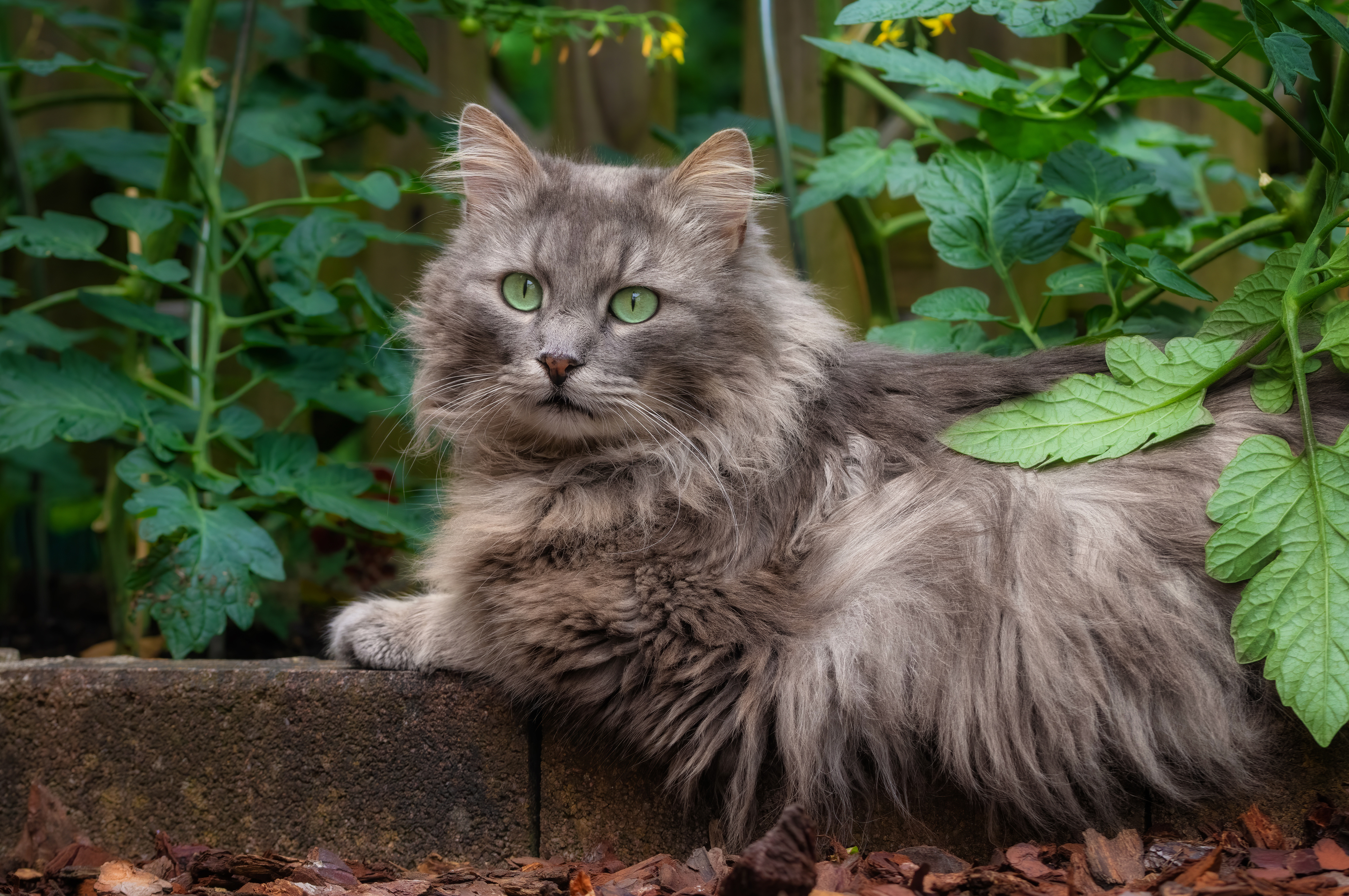 495856 Protetores de tela e papéis de parede Gatos em seu telefone. Baixe  fotos gratuitamente