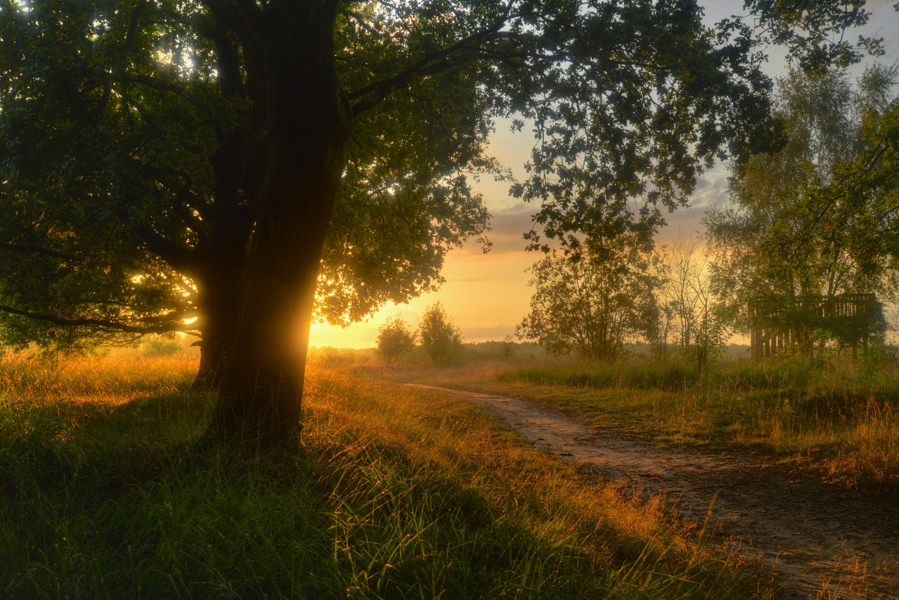 Download mobile wallpaper Tree, Sunrise, Earth, Field, Path, Dirt Road for free.