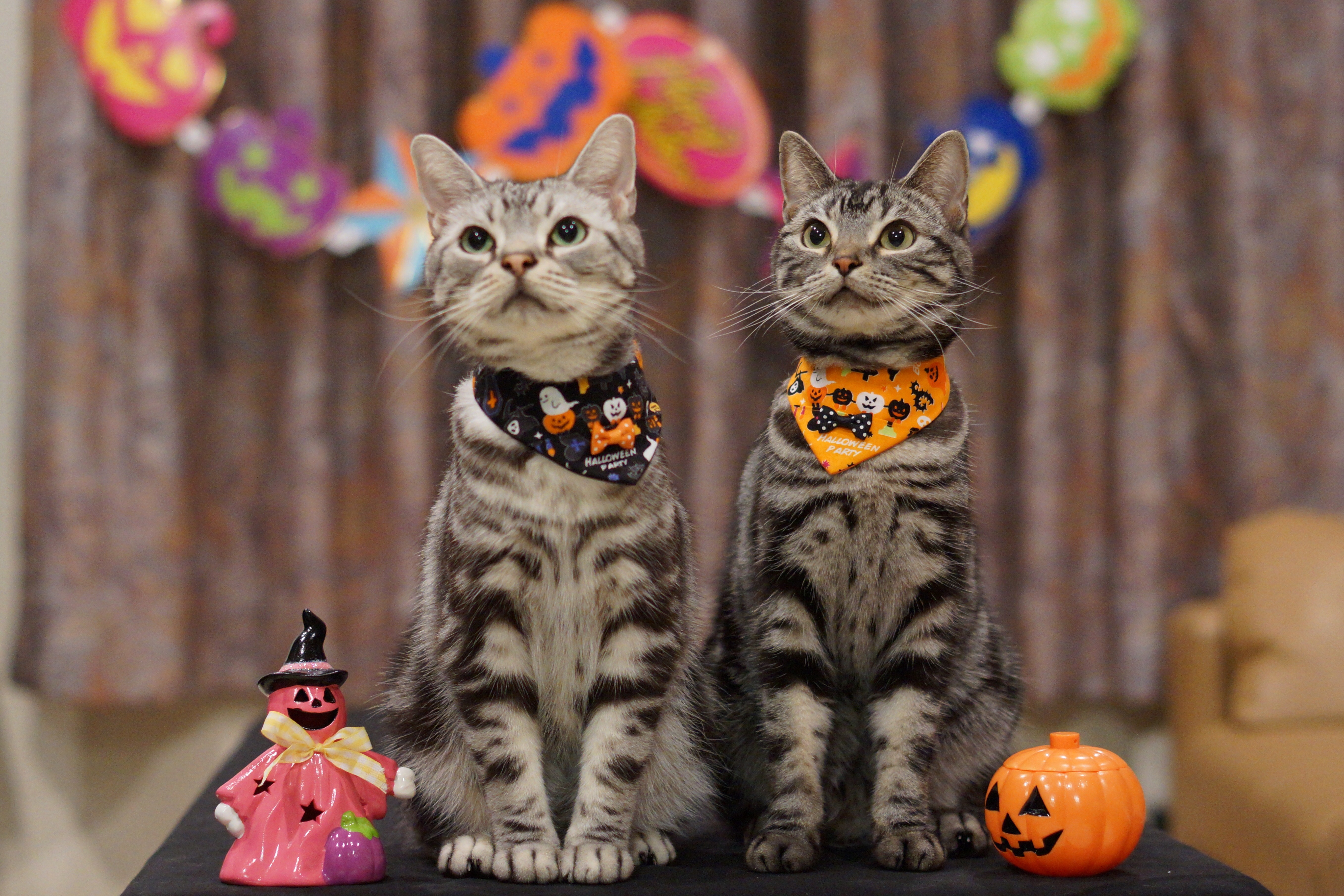 Laden Sie das Feiertage, Halloween, Katze-Bild kostenlos auf Ihren PC-Desktop herunter