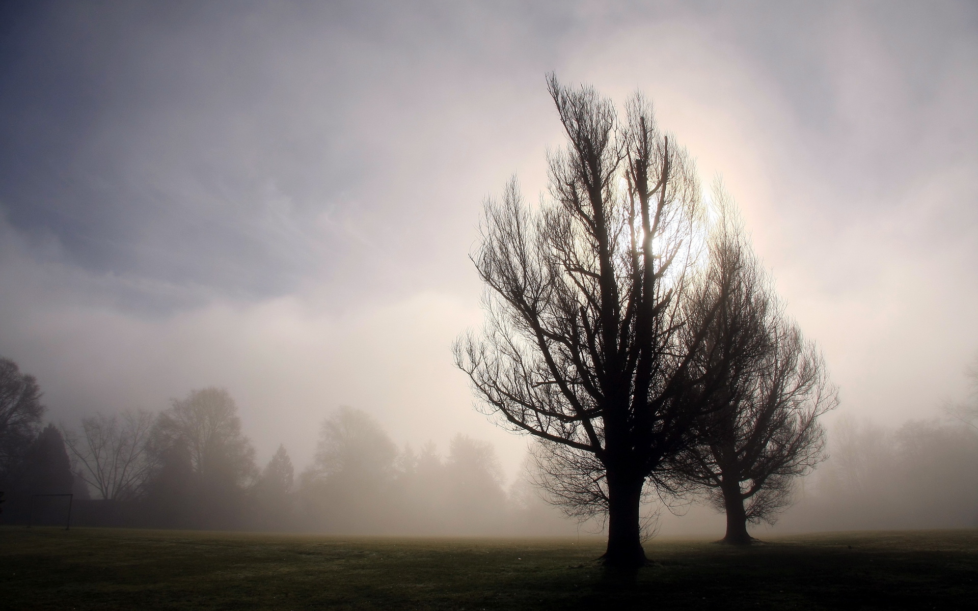 Download mobile wallpaper Fog, Tree, Earth, Landscape for free.