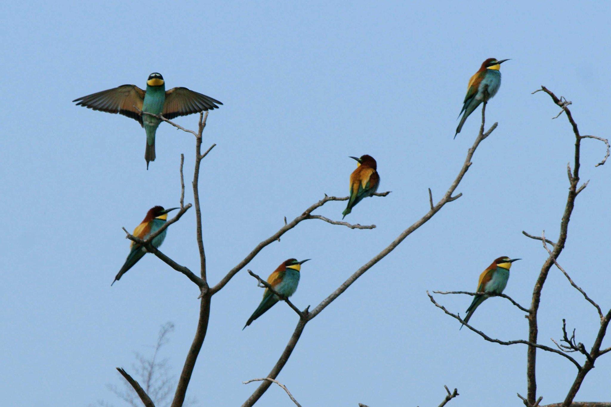 Download mobile wallpaper Birds, Bird, Tree, Branch, Animal, Bee Eater for free.