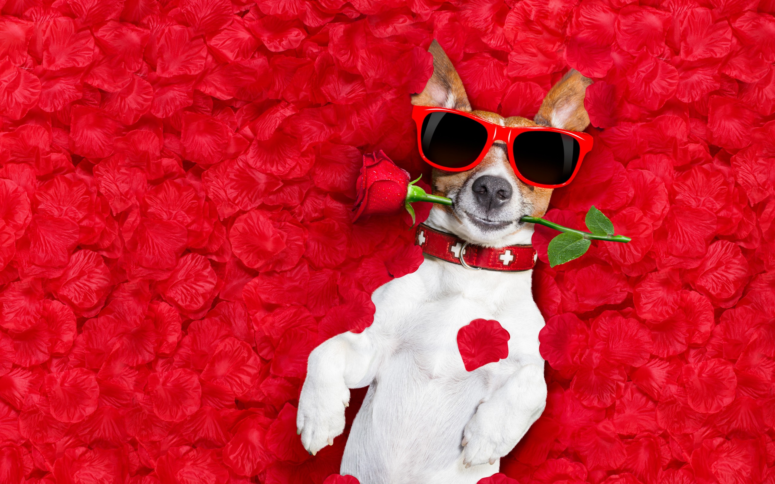 animal, jack russell terrier, dog, humor, petal, red rose, sunglasses, dogs