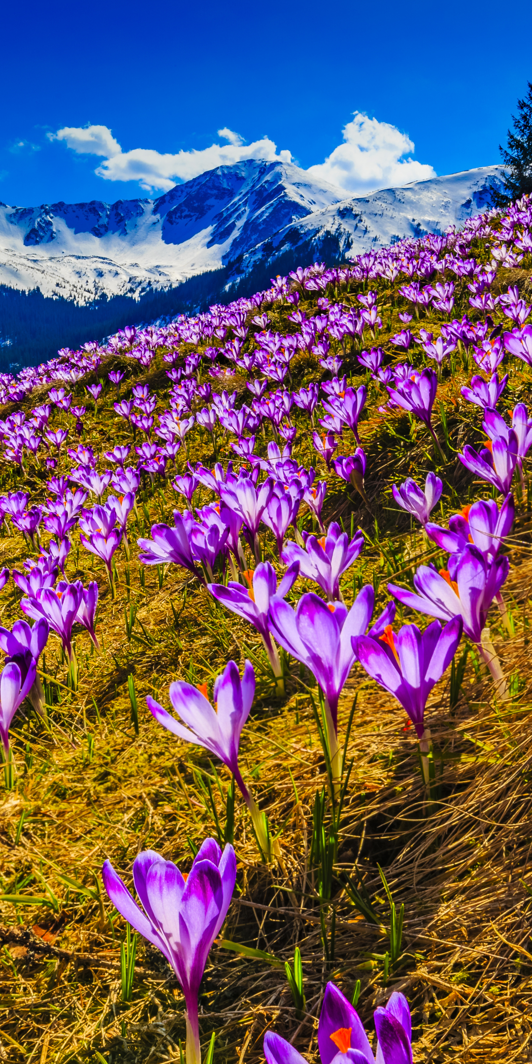 無料モバイル壁紙自然, フラワーズ, 花, 地球, 春, クロッカス, 紫色の花, ワイルドフラワーをダウンロードします。